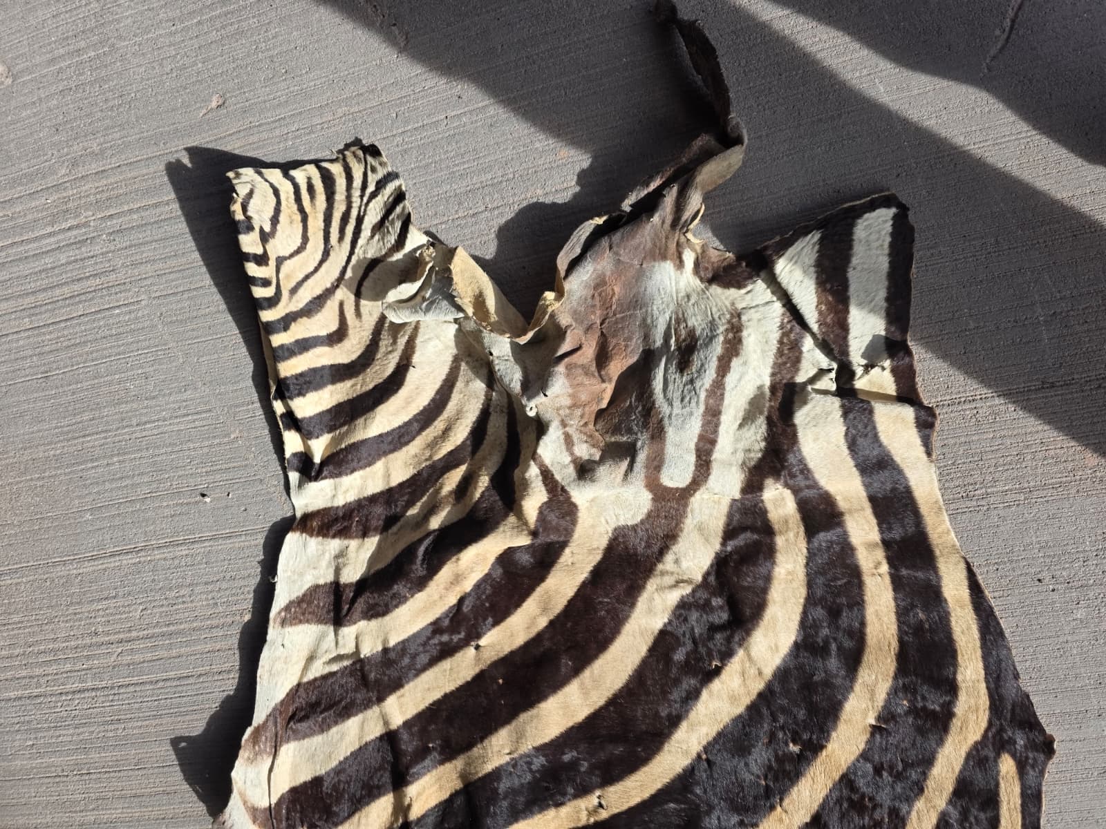 Jtv407 - Zebra Pattern Rug – 70" x 30" with Tail Extension
