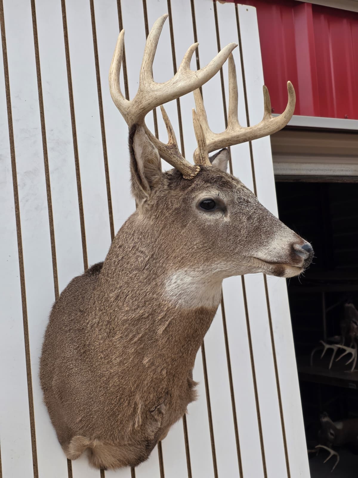 Fhdar2 - White-Tailed Deer Shoulder Mount – Taxidermy Wall Display