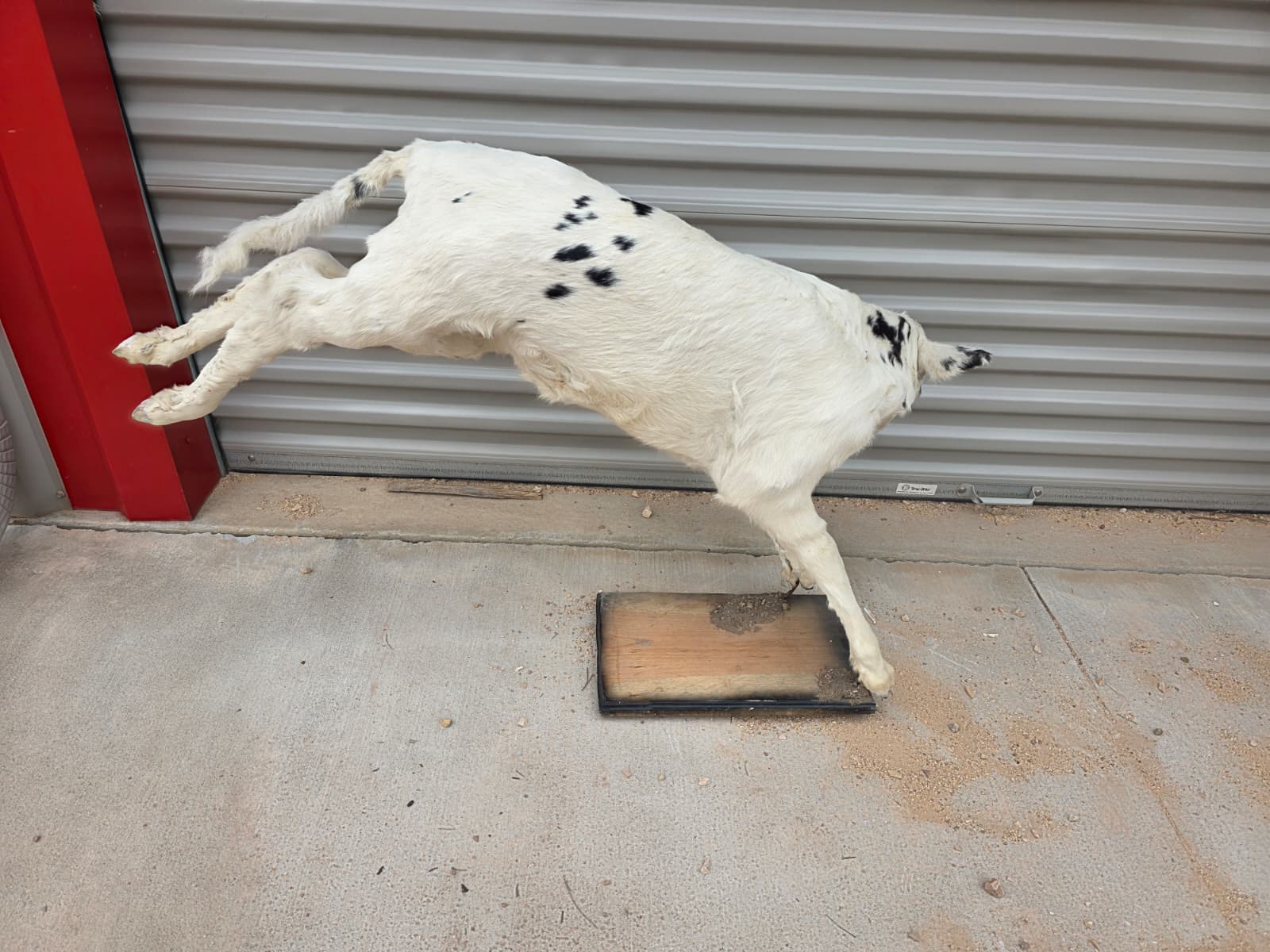 Jtv413 - Buckin Calf Taxidermy – Lifelike Display