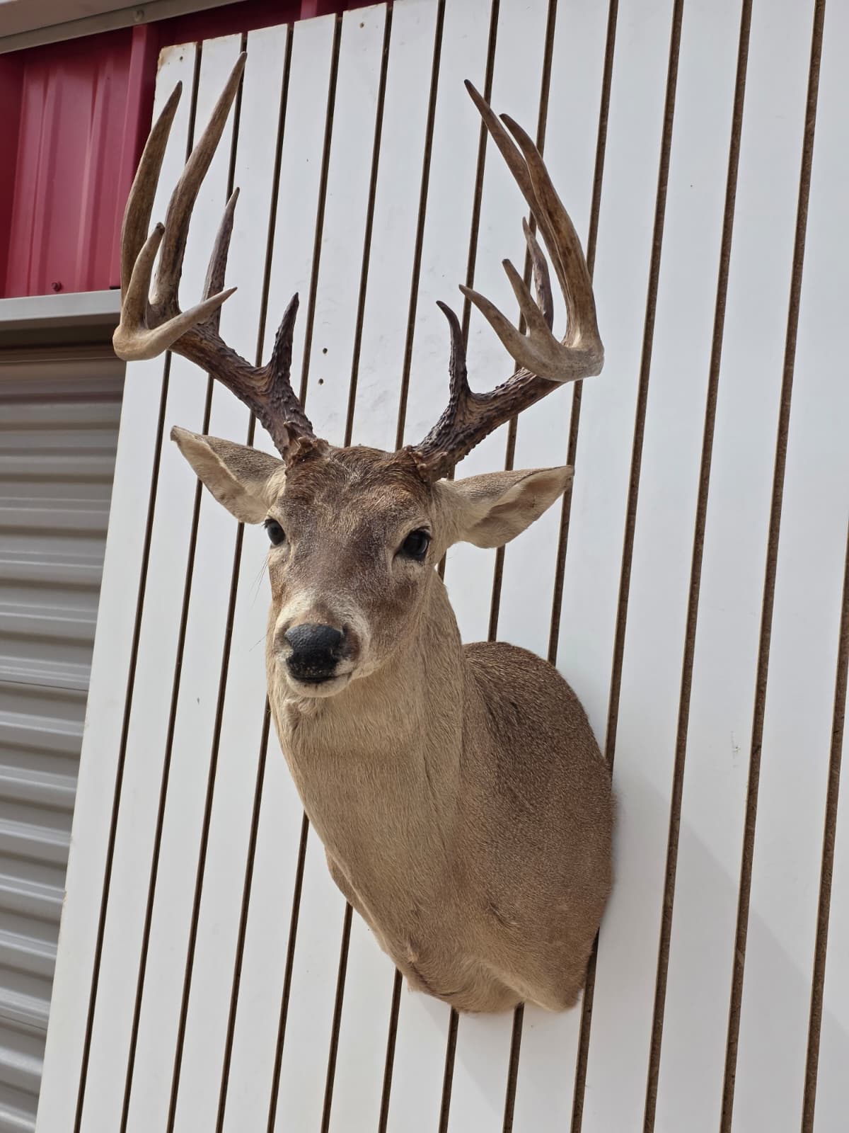 DRMQ100 - White-Tailed Deer Shoulder Mount – Taxidermy Wall Display