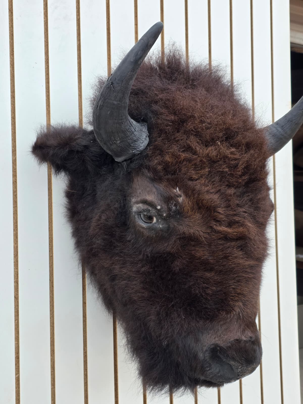 Fhbf1 - Real Buffalo / Bison neck Head Taxidermy Mount New