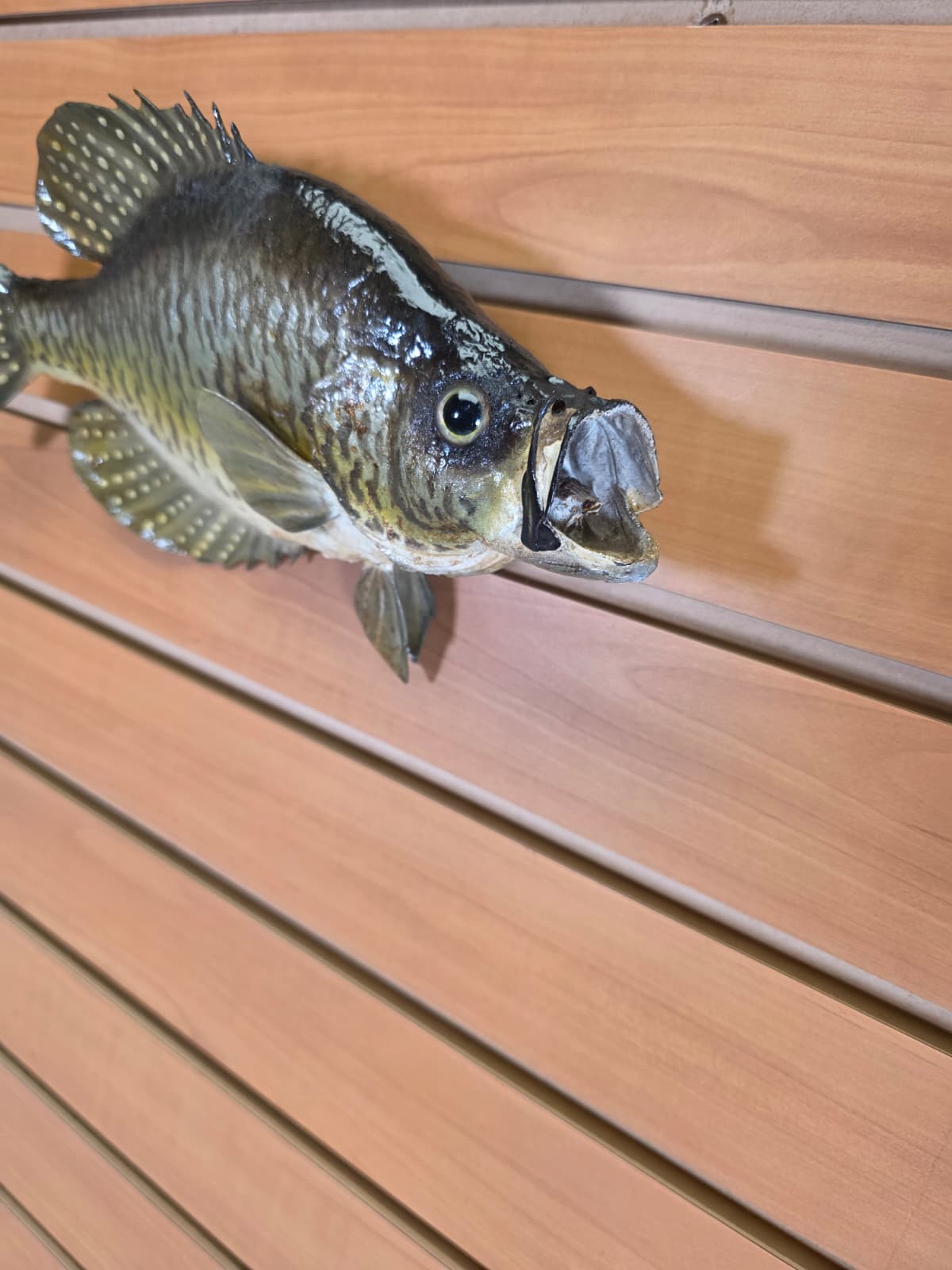 JTV403 - 12" Crappie Fish Mount – Elegant Compact Display
