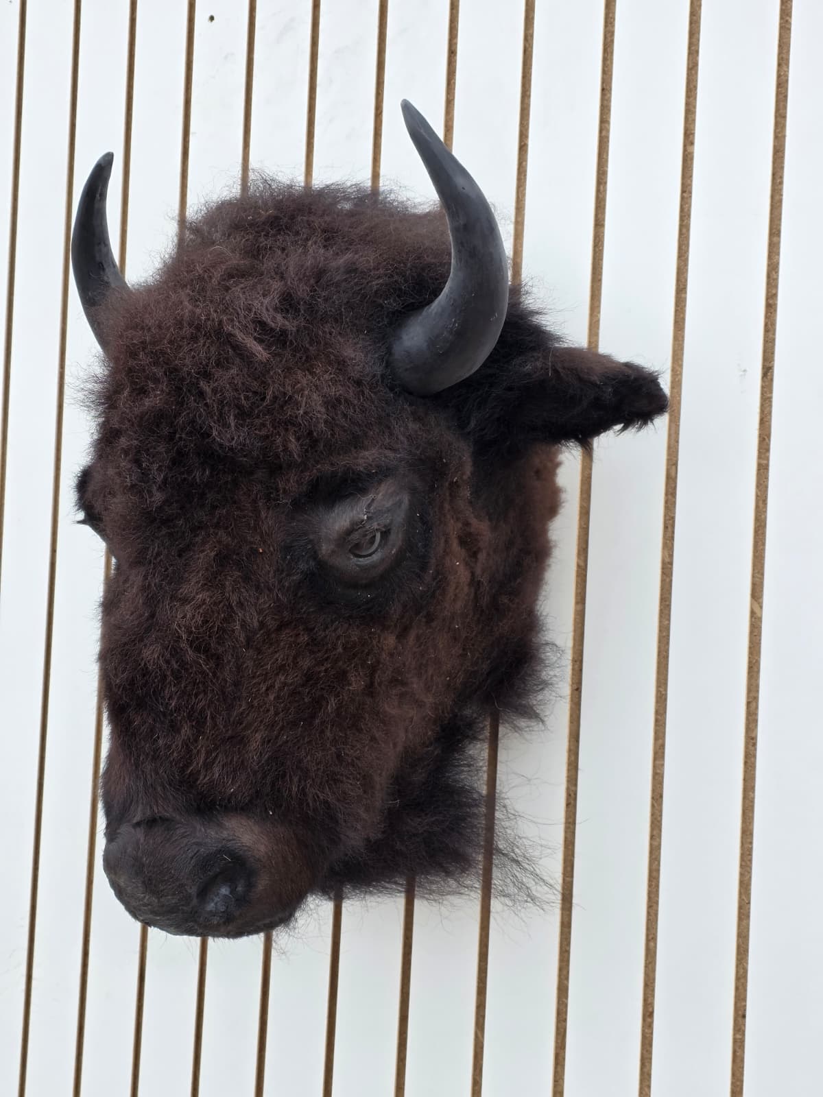 Fhbf3 - Real Buffalo / Bison neck Head Taxidermy Mount New
