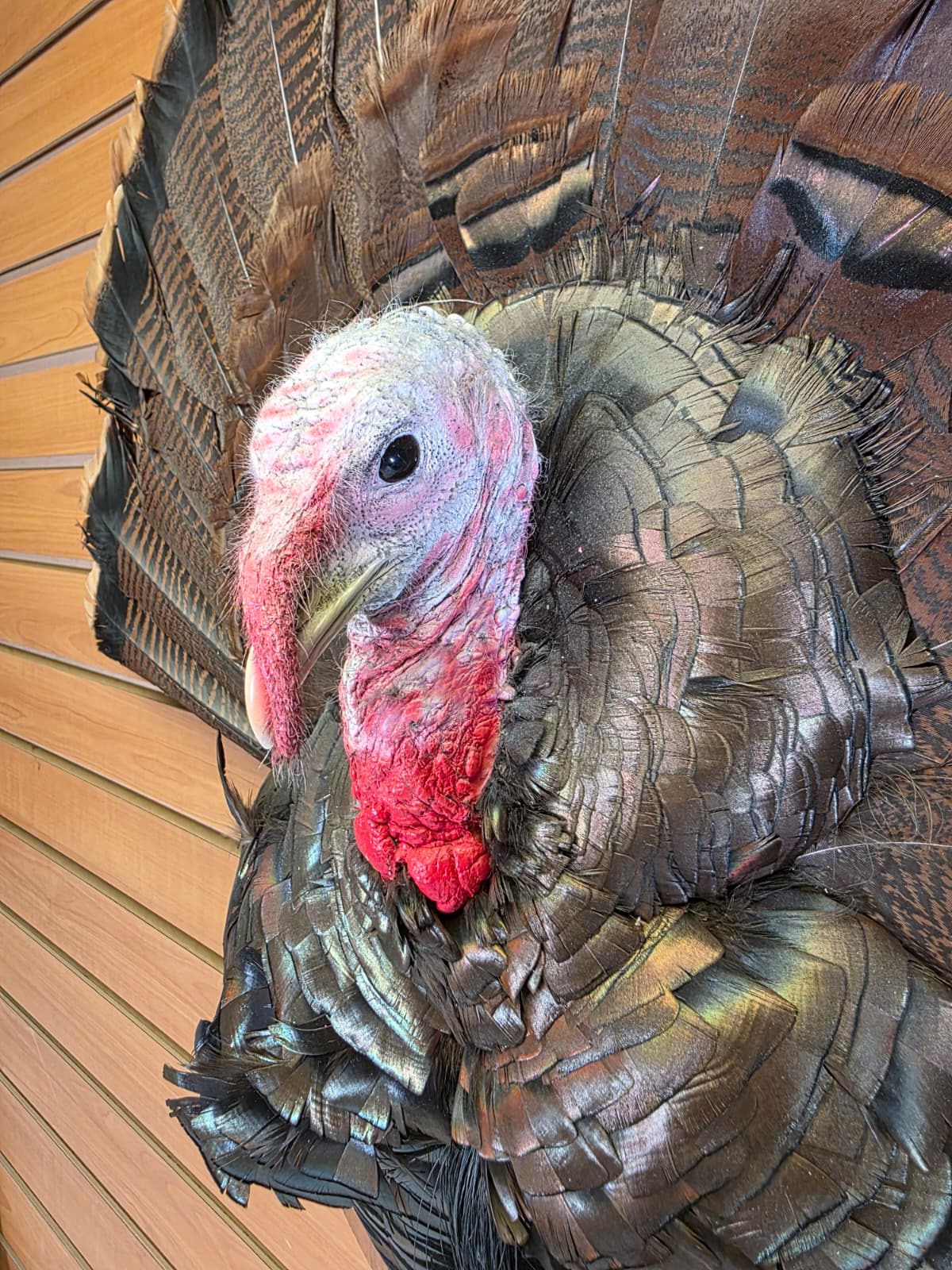 Jtv426 - Half Turkey Tom Taxidermy Shoulder Mount – With Tail Display