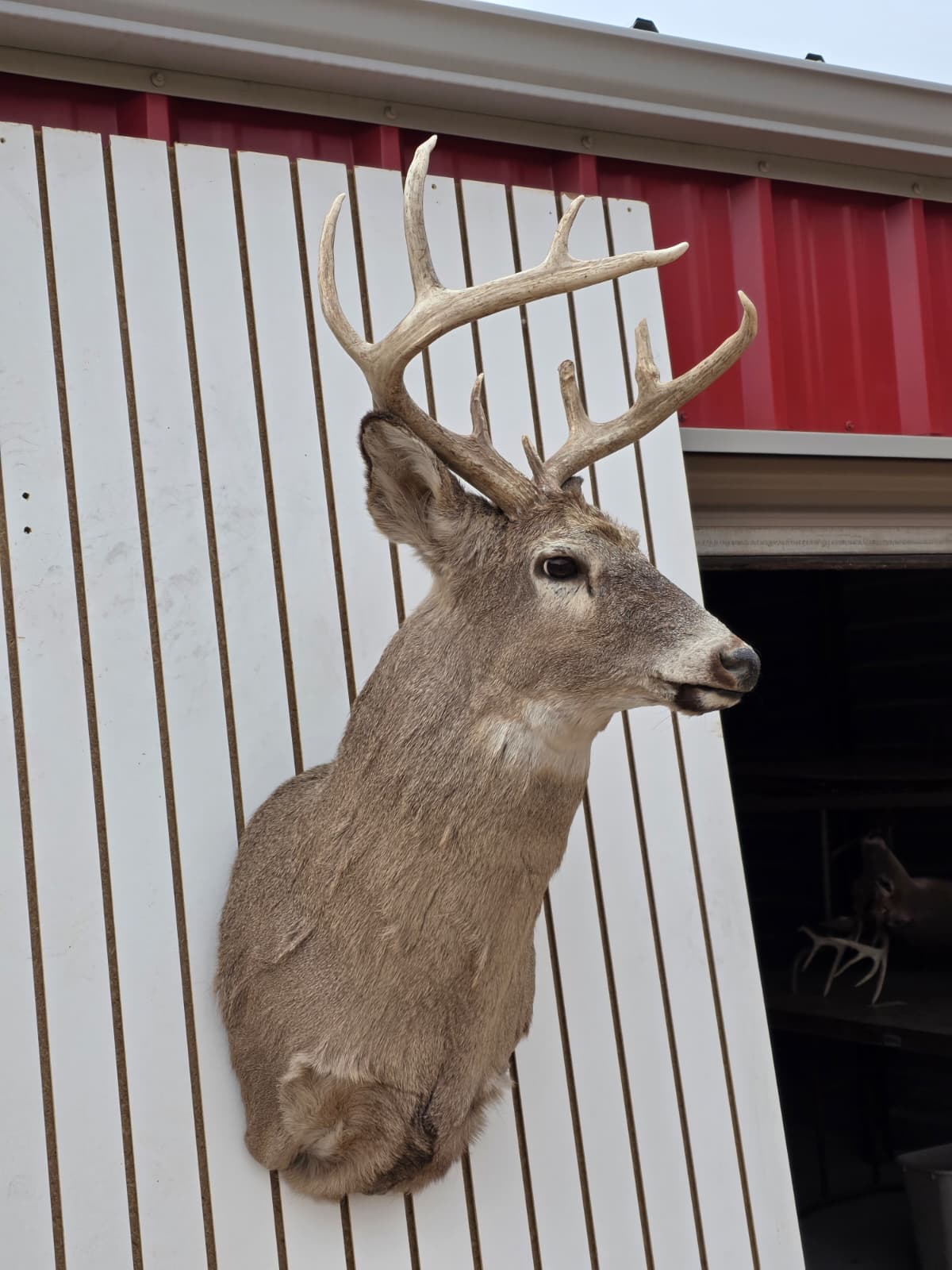 Drmq105 - White-Tailed Deer Shoulder Mount – Taxidermy Wall Display