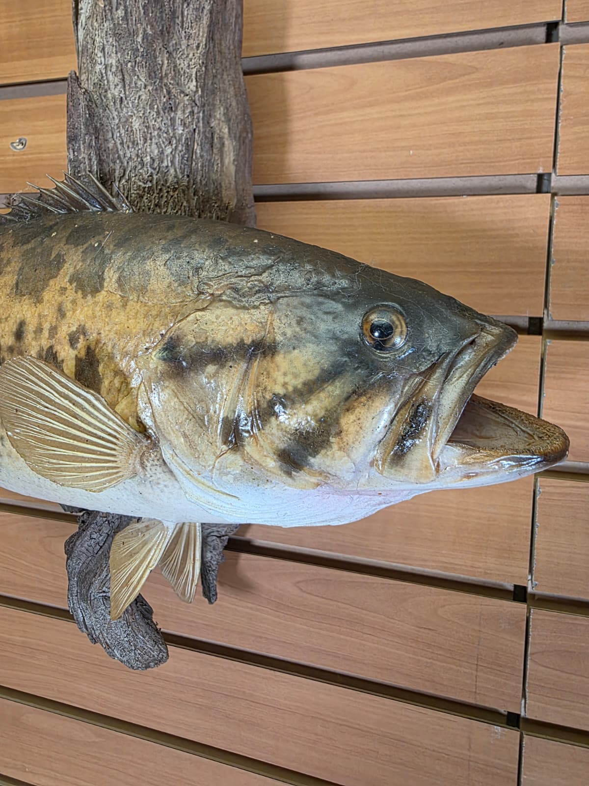 Jtv442 - 17" Smallmouth Bass Taxidermy Mount – Classic Freshwater Display