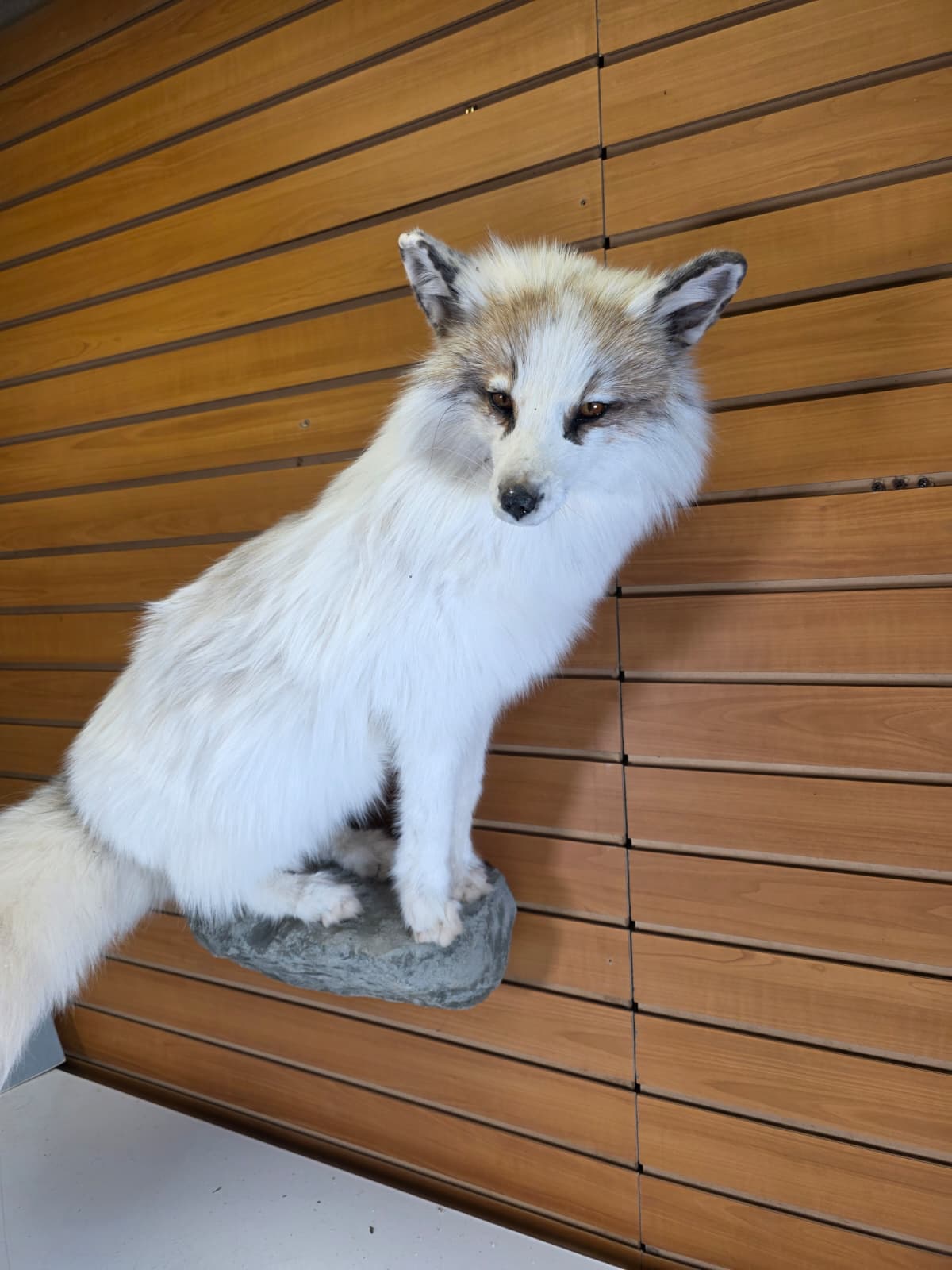 Fhcm102 - Ranch Fox Taxidermy Mount –” Natural Display