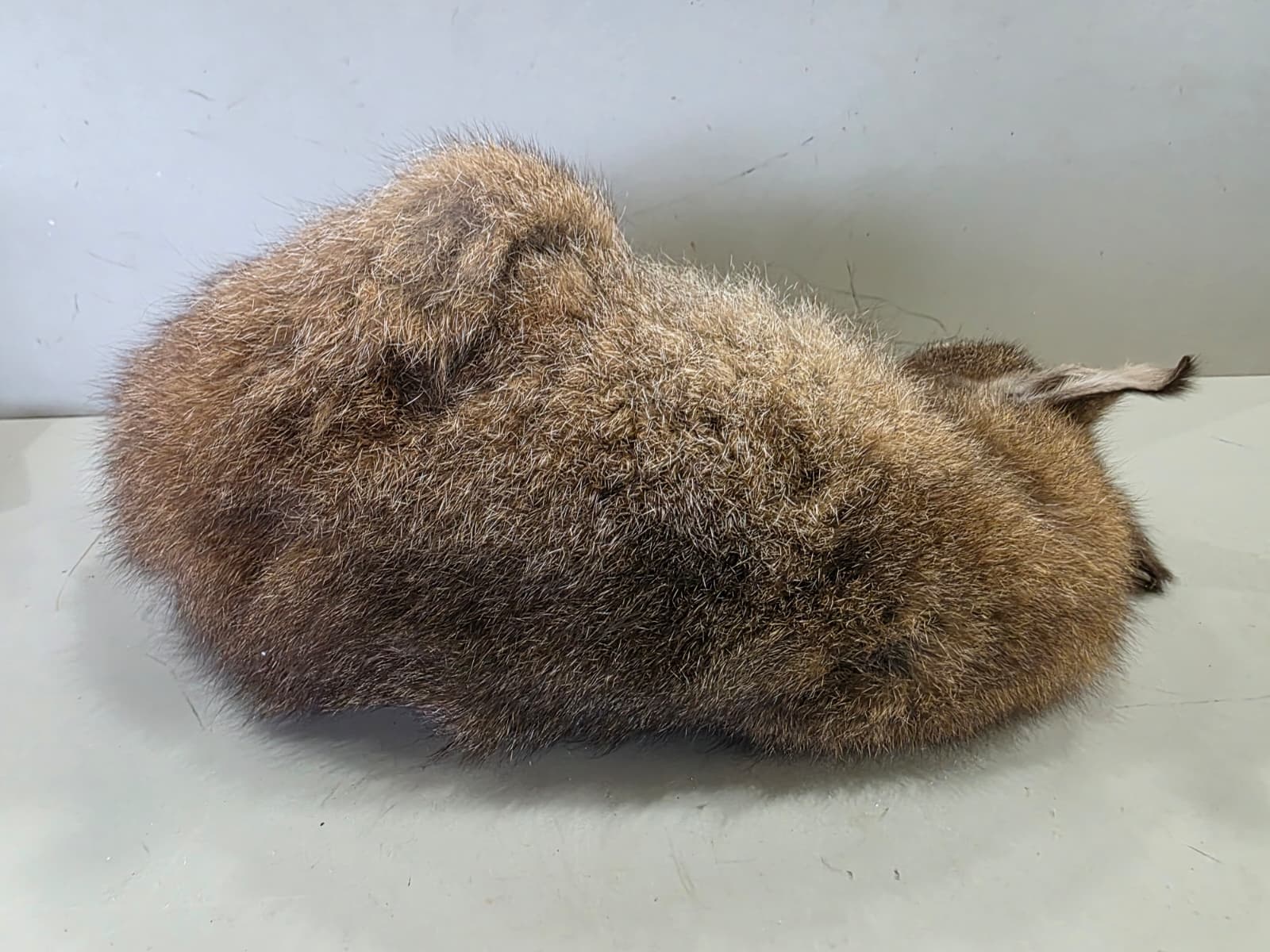 Fhcm91 - Baby Wallaby/Kangaroo Taxidermy –Lifelike Display