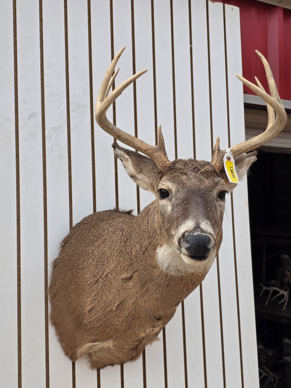 Fhdar7 - White-Tailed Deer Shoulder Mount – Taxidermy Wall Display