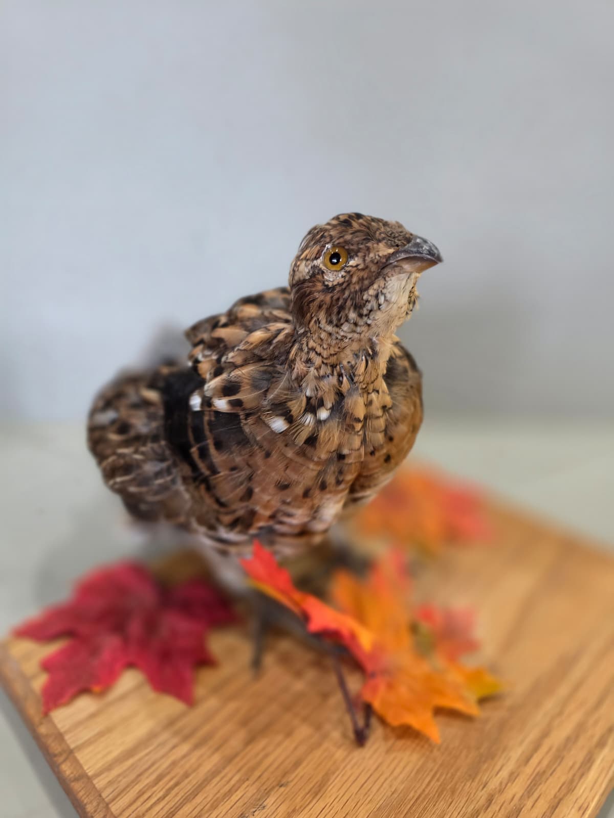 Jtv435 - Ruffed Grouse Taxidermy Mount – Lifelike Woodland Display