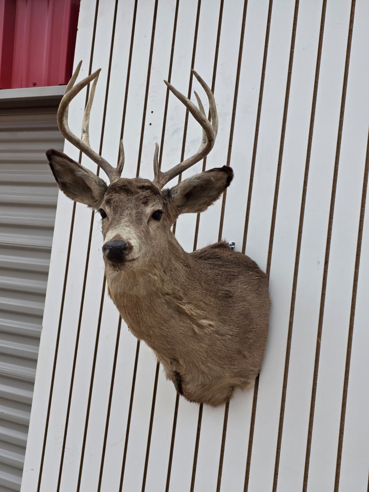 Drmq107 - White-Tailed Deer Shoulder Mount – Taxidermy Wall Display