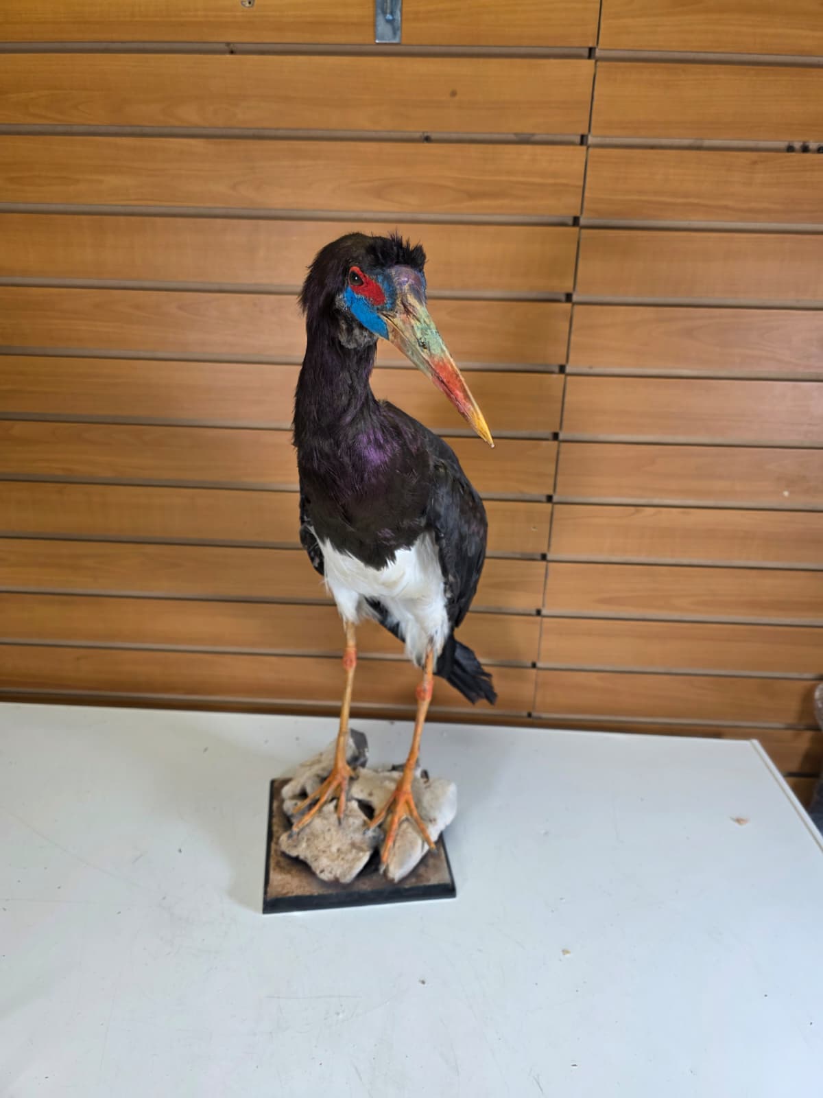 FHABD202- Abdim’s Stork Taxidermy Mount –  Elegant Display
