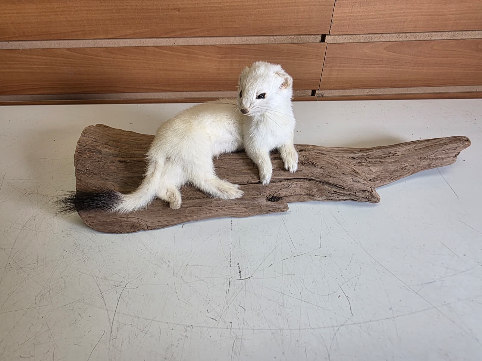 Fhweas38 - Ermine (Stoat) Taxidermy Mount – Elegant Winter White Display