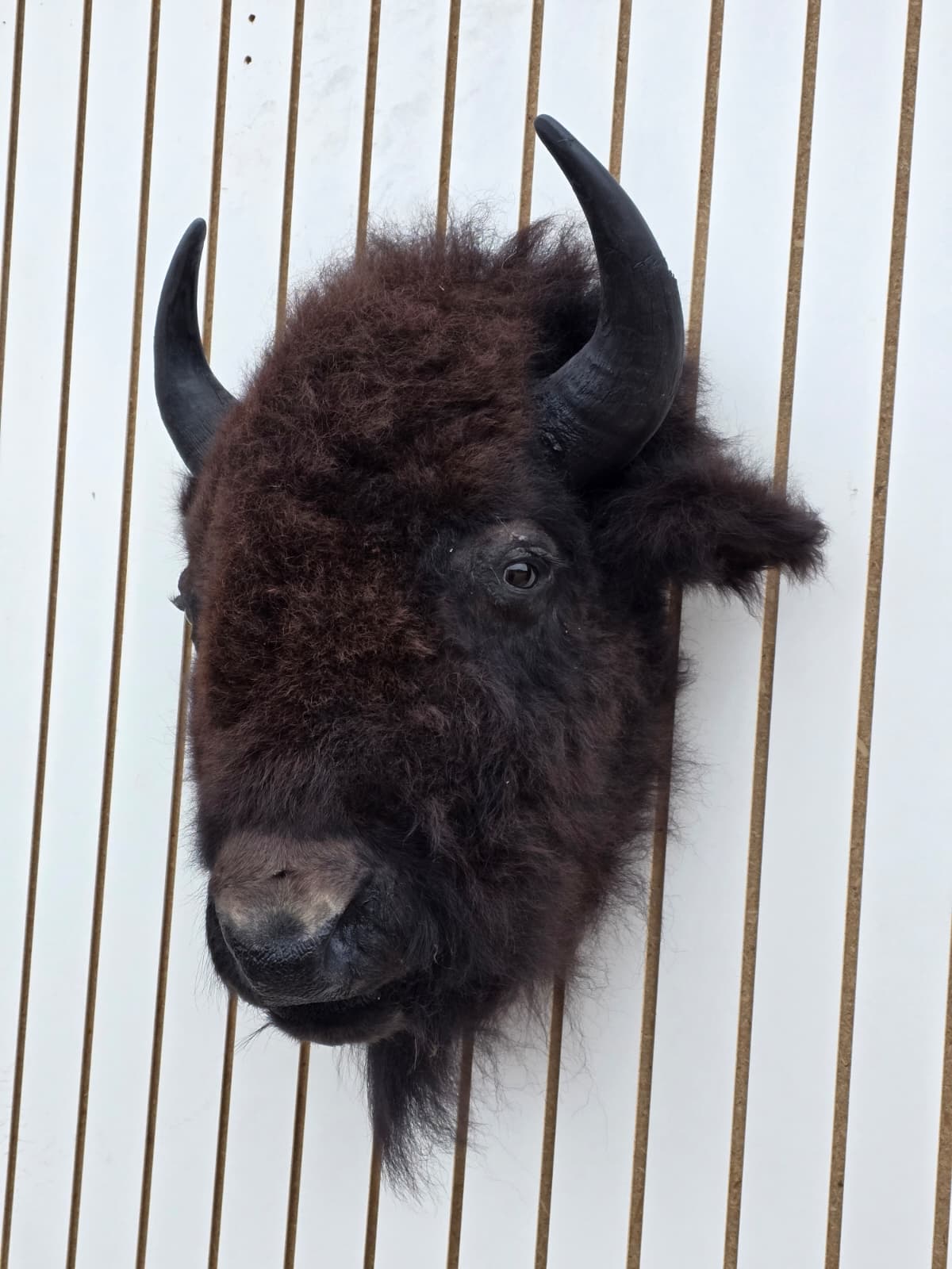 Fhbf5 - Real Buffalo / Bison neck Head Taxidermy Mount New