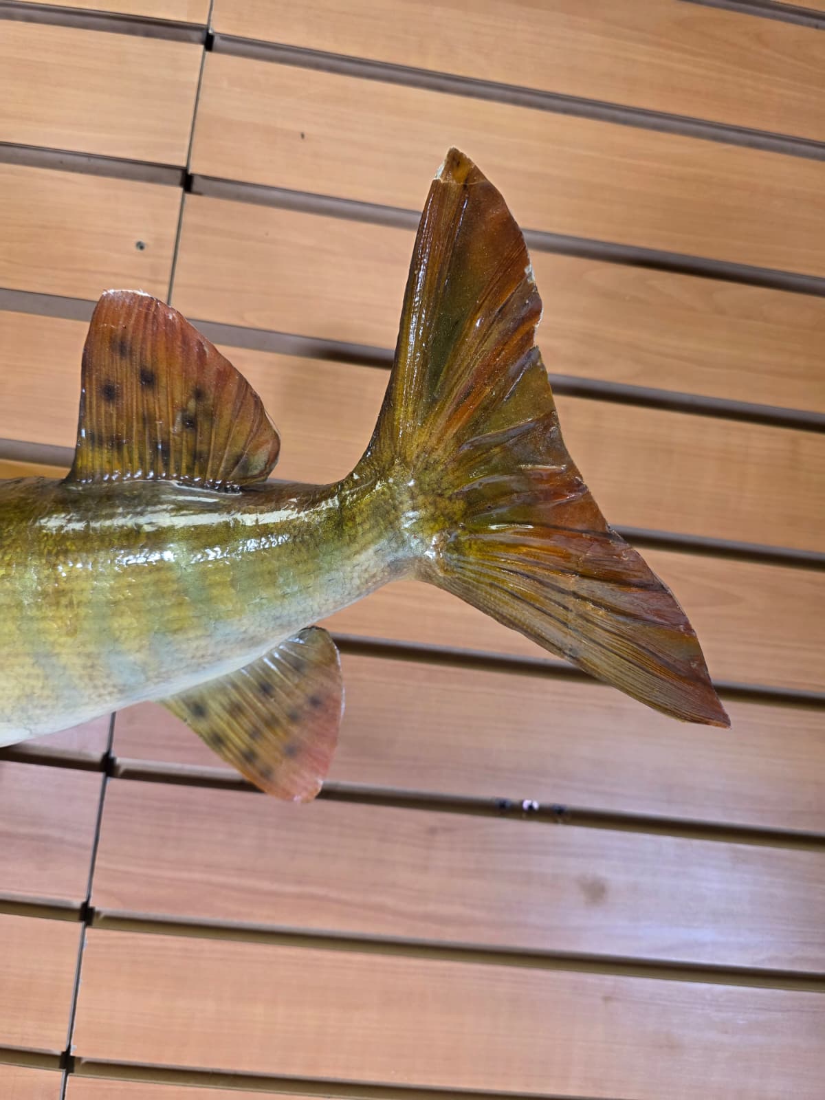 Jtv439 - 30" Muskie Taxidermy Mount – Striking Freshwater Predator Display