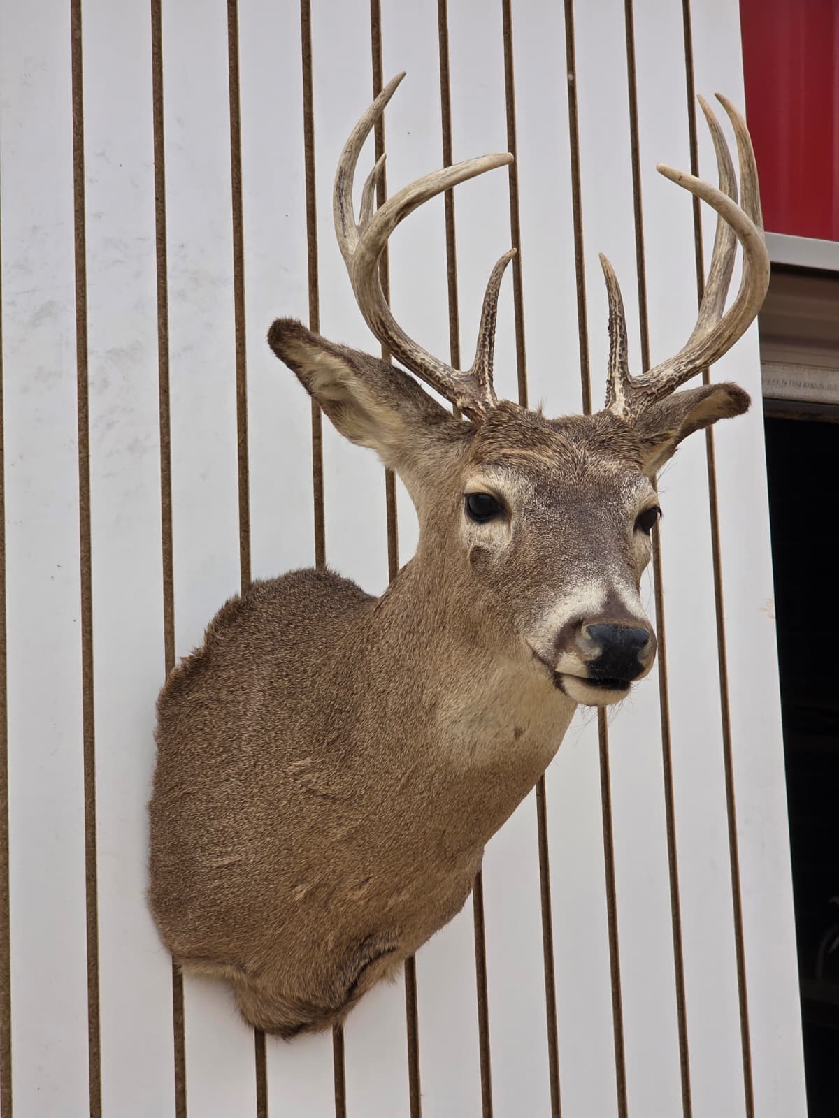 Fhdar9 - White-Tailed Deer Shoulder Mount – Taxidermy Wall Display