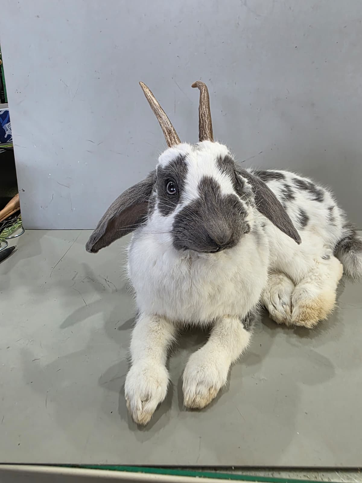 Fhcm97 - Full Body Jackalope Taxidermy Whimsical Display