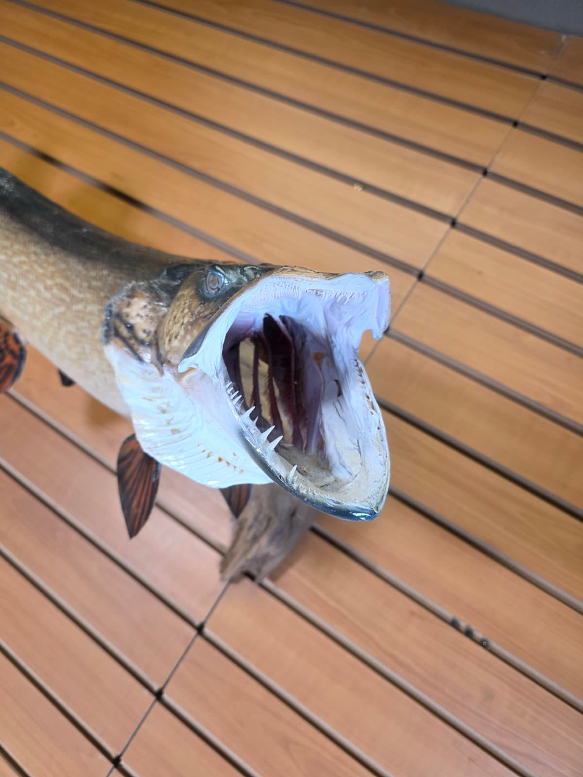 Jtv444 - 32" Northern Pike Taxidermy Mount – Bold Freshwater Display