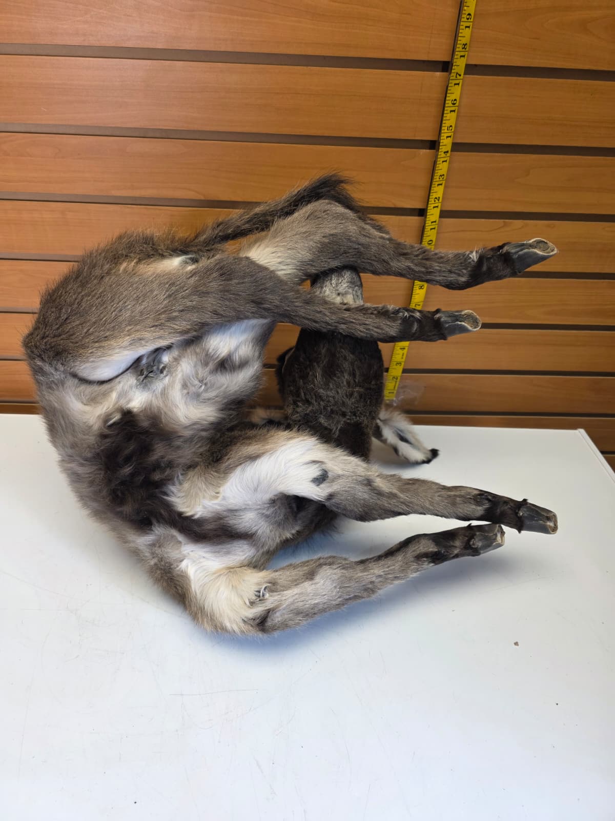 Fhkmd2 - Baby Sicilian Donkey Taxidermy – Lifelike Display