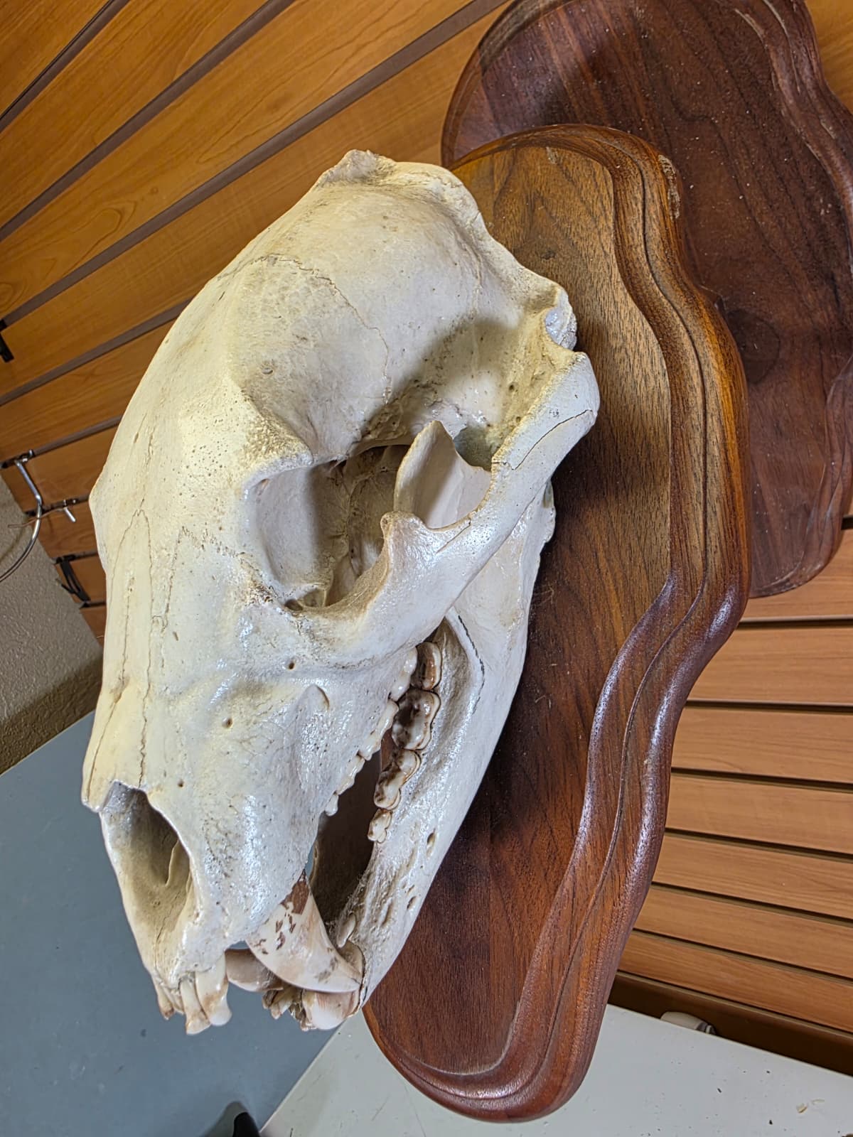 Jtv438 - Bear Skull Taxidermy on Plaque – 11½” Display