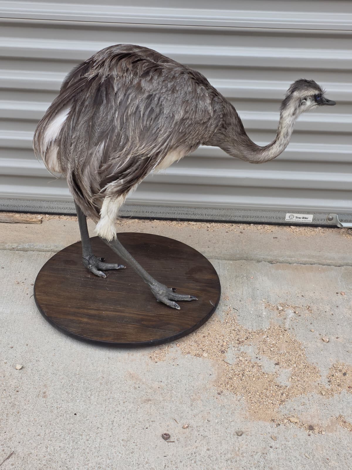 Fhcm80 - Juvenile Rhea Taxidermy – Knee-High Lifelike Display