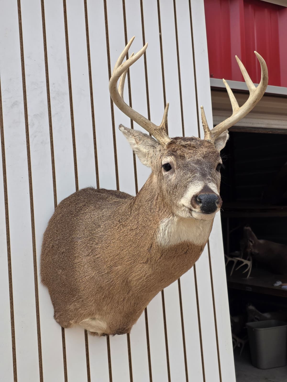 Fhdar10 - White-Tailed Deer Shoulder Mount – Taxidermy Wall Display