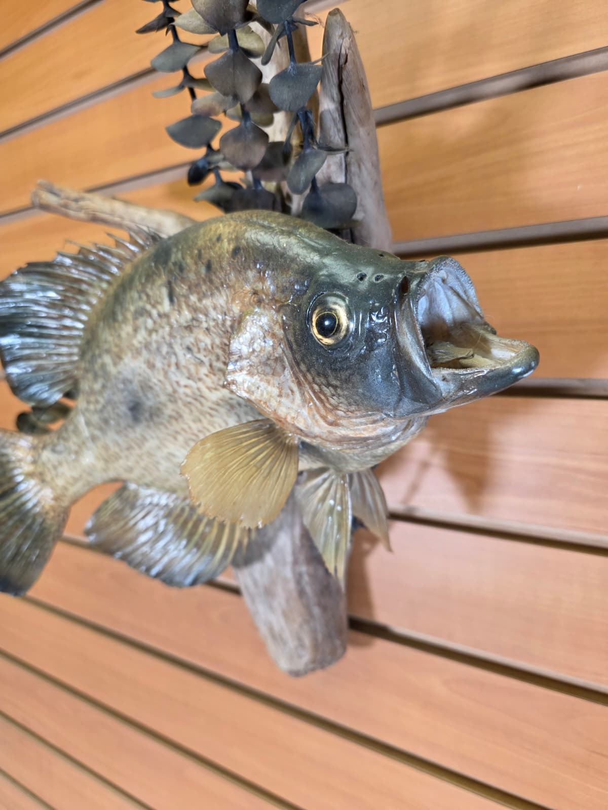 Jtv429 - 14" Crappie Taxidermy Mount – Lifelike Freshwater Display