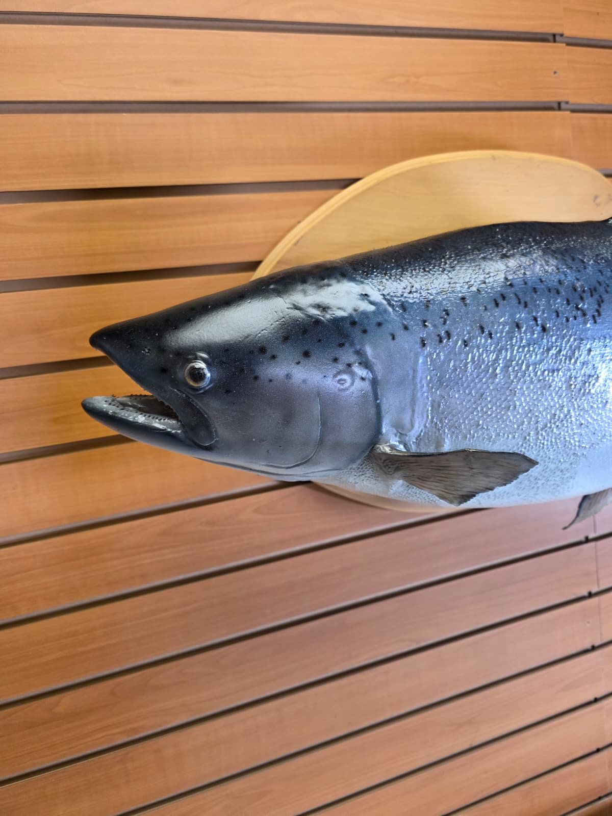 Jtv454 - 39" Trout Taxidermy Mount – Premium Freshwater Display