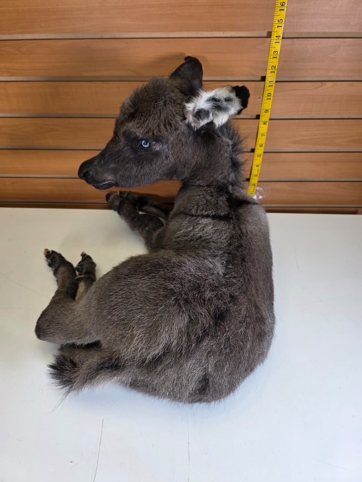 Fhkmd1 - Baby Sicilian Donkey Taxidermy – Lifelike Display