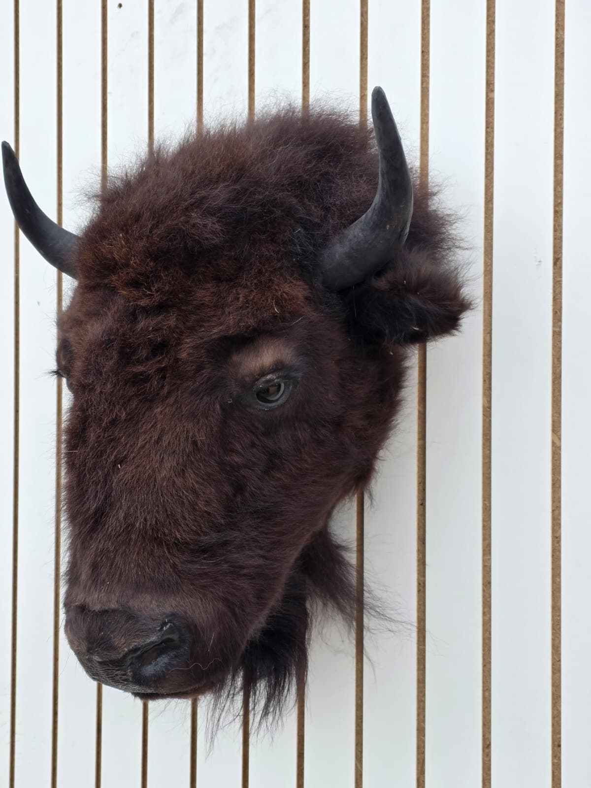 Fhbf2 - Real Buffalo / Bison neck Head Taxidermy Mount New