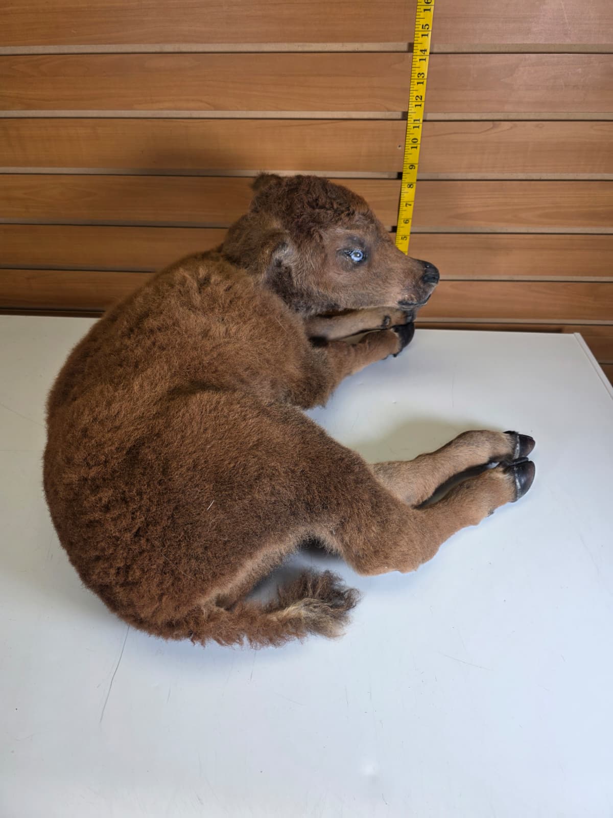 Fhkmbis1 - Baby Bison / Buffalo Calf Taxidermy – Lifelike Display