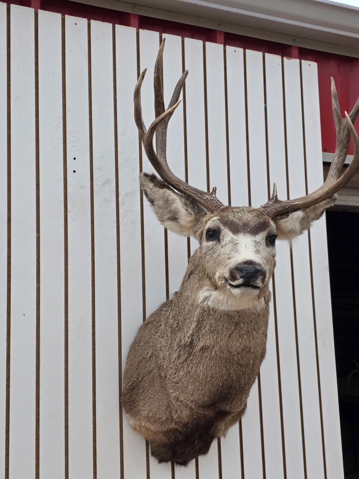 Drmq101 - Mule Deer Shoulder Mount Taxidermy – Wall Display