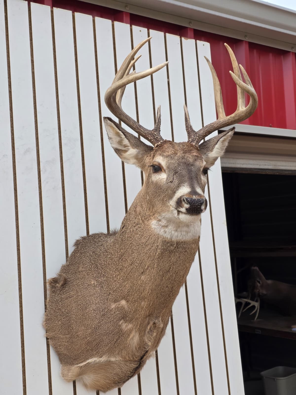 Drmq104 - White-Tailed Deer Shoulder Mount – Taxidermy Wall Display