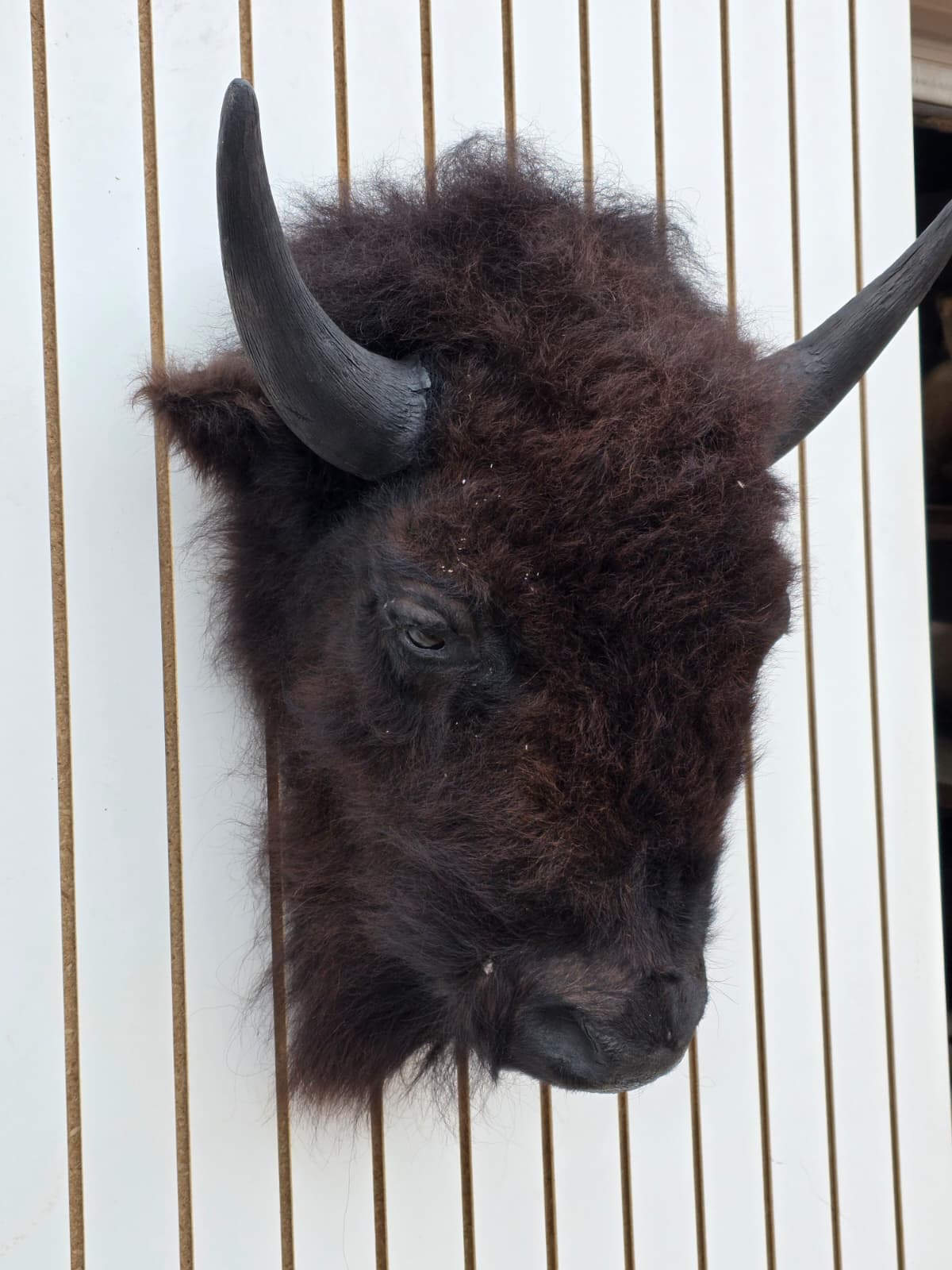 Fhbf6 - Real Buffalo / Bison neck Head Taxidermy Mount New