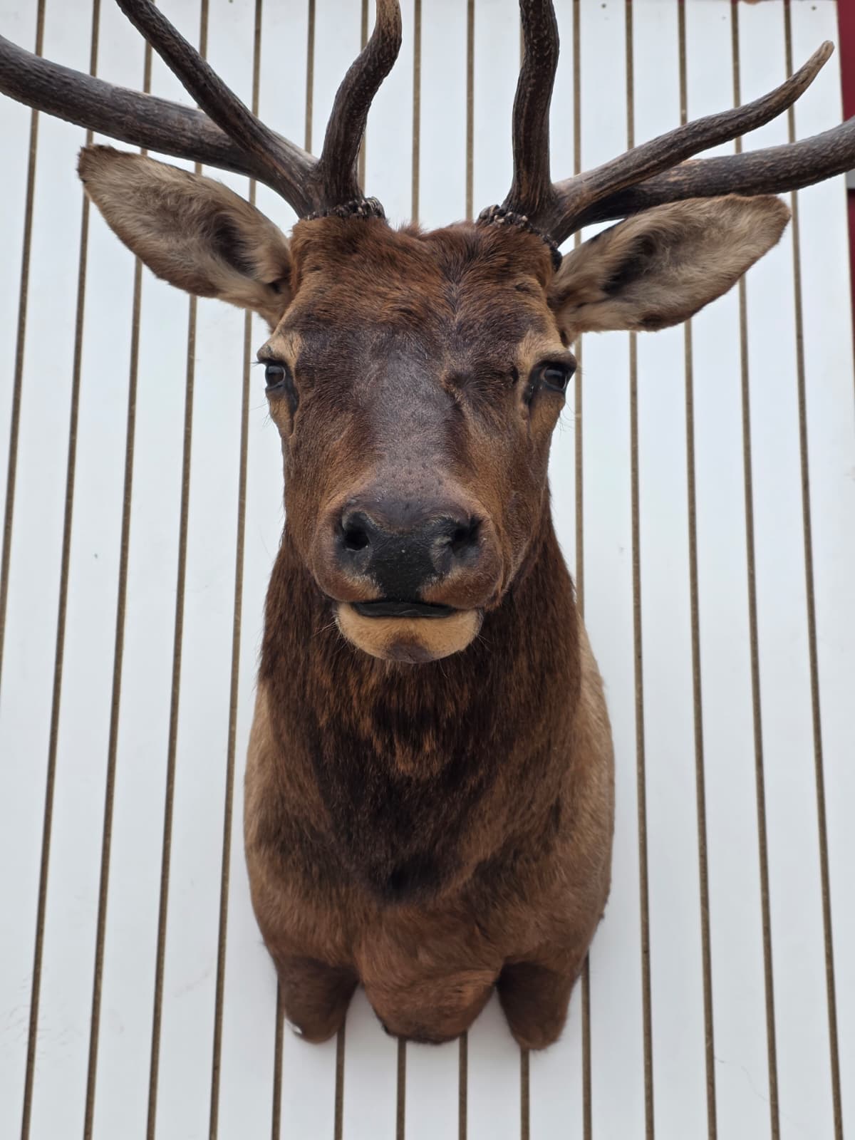 Fhcm83 - Elk Taxidermy Shoulder Mount – 114.16” with One Removable Antler