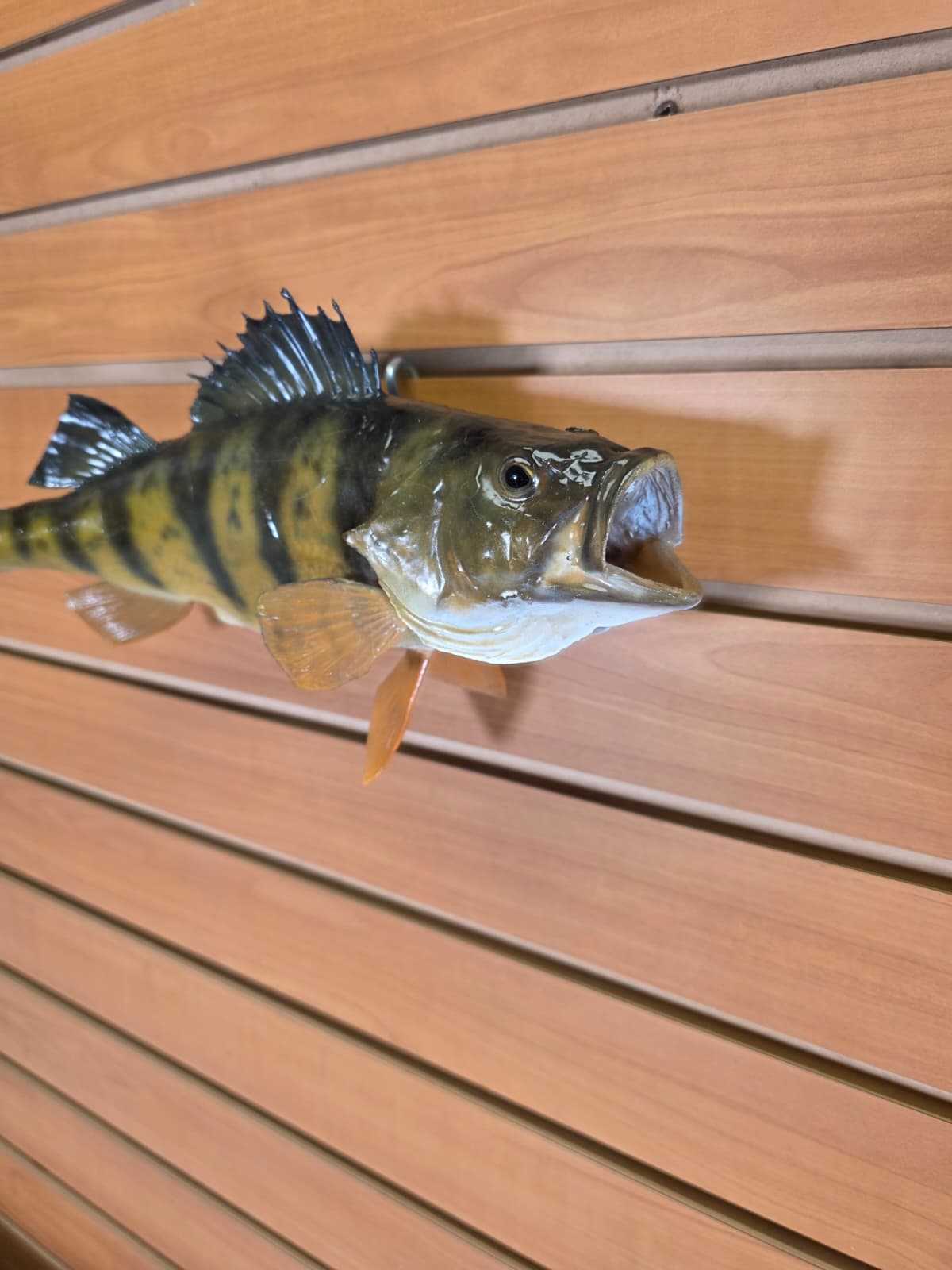 Jtv405 - 14" Perch Fish Mount – Detailed Natural Display