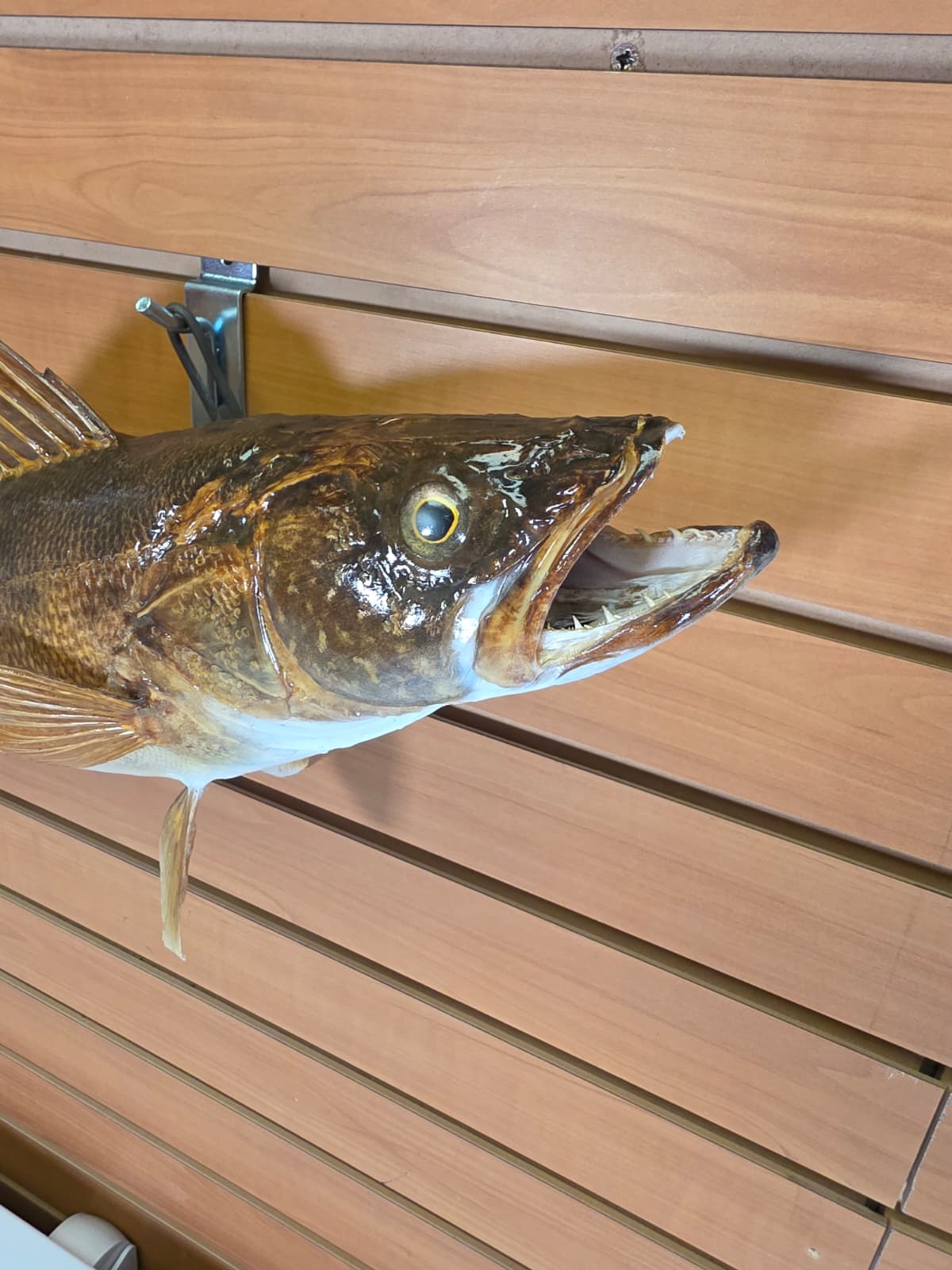 Jtv411 - 25" Walleye Fish Mount – Lifelike Freshwater Display