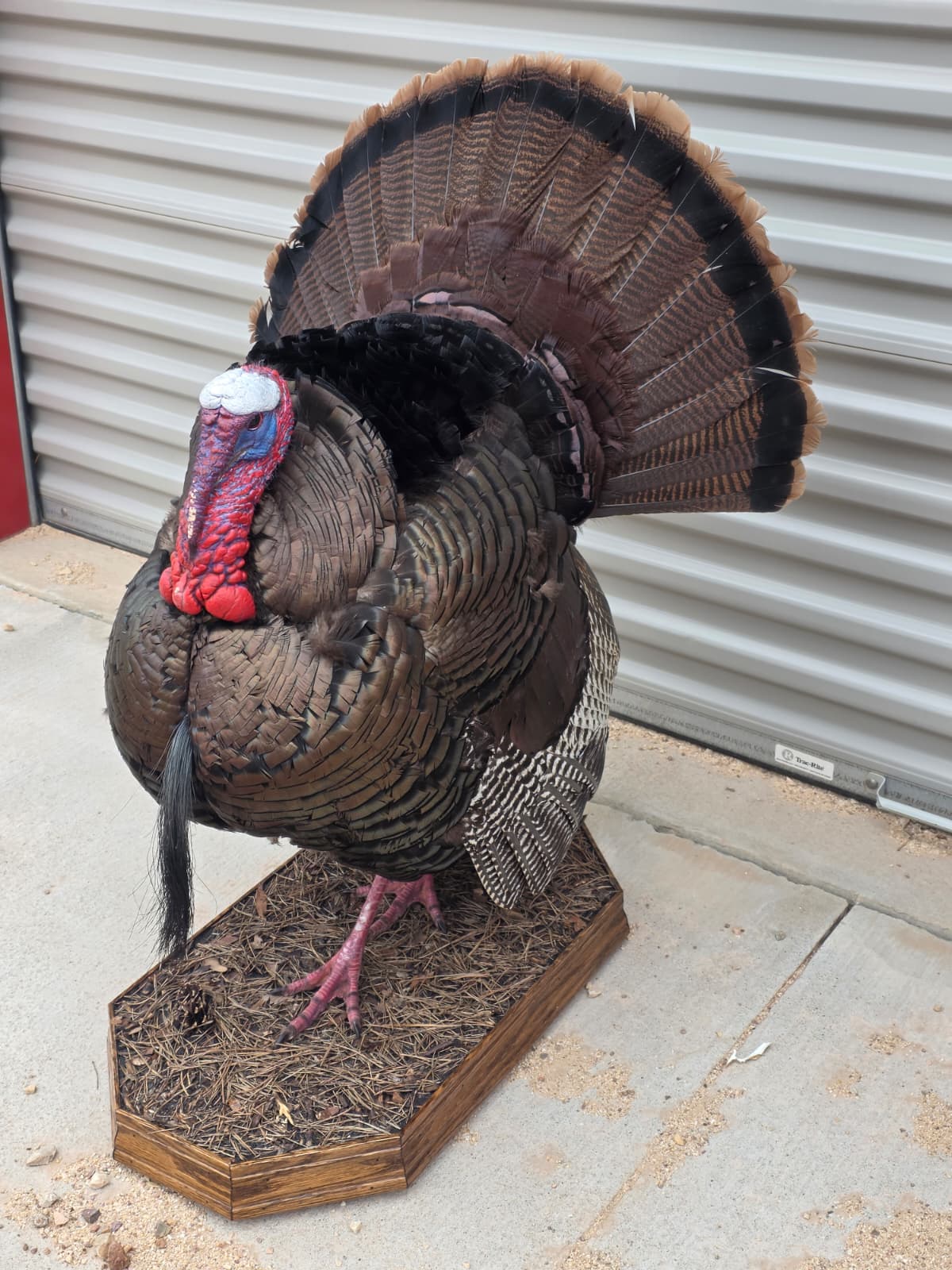 Fhcm82A - Strutting Turkey Taxidermy Mount – 92.8” Majestic Display