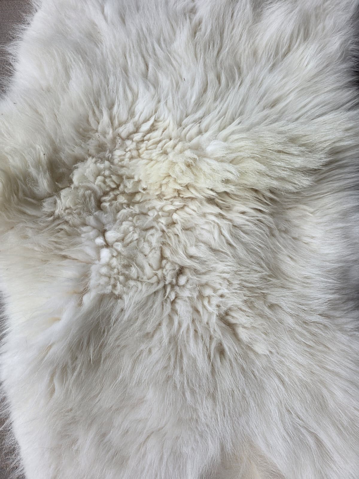 Jtv446 - Mountain Goat Fur Rug – Back Half 47" x 24