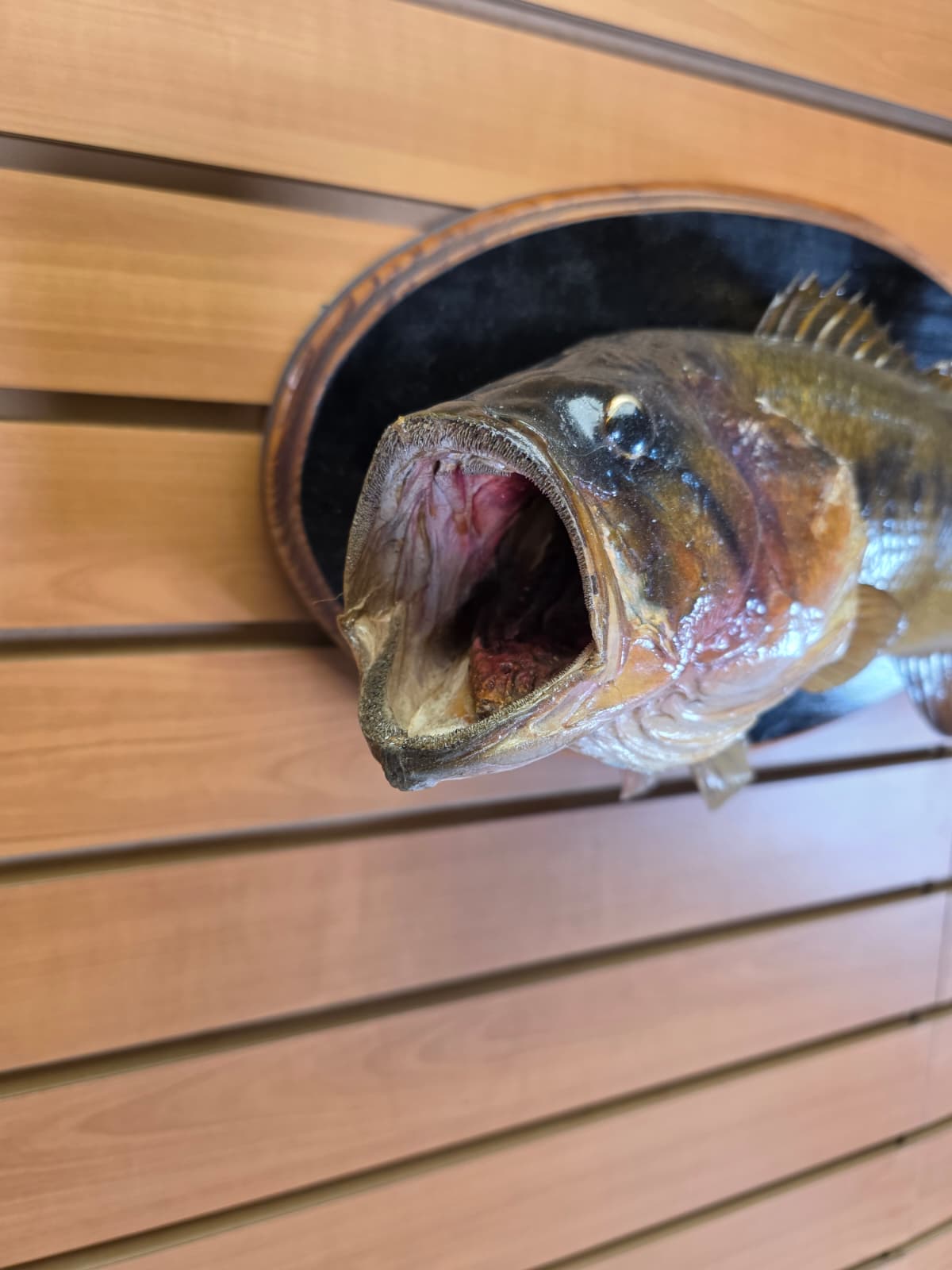 Jtv440 - 17" Largemouth Bass Taxidermy Mount – Natural Freshwater Display