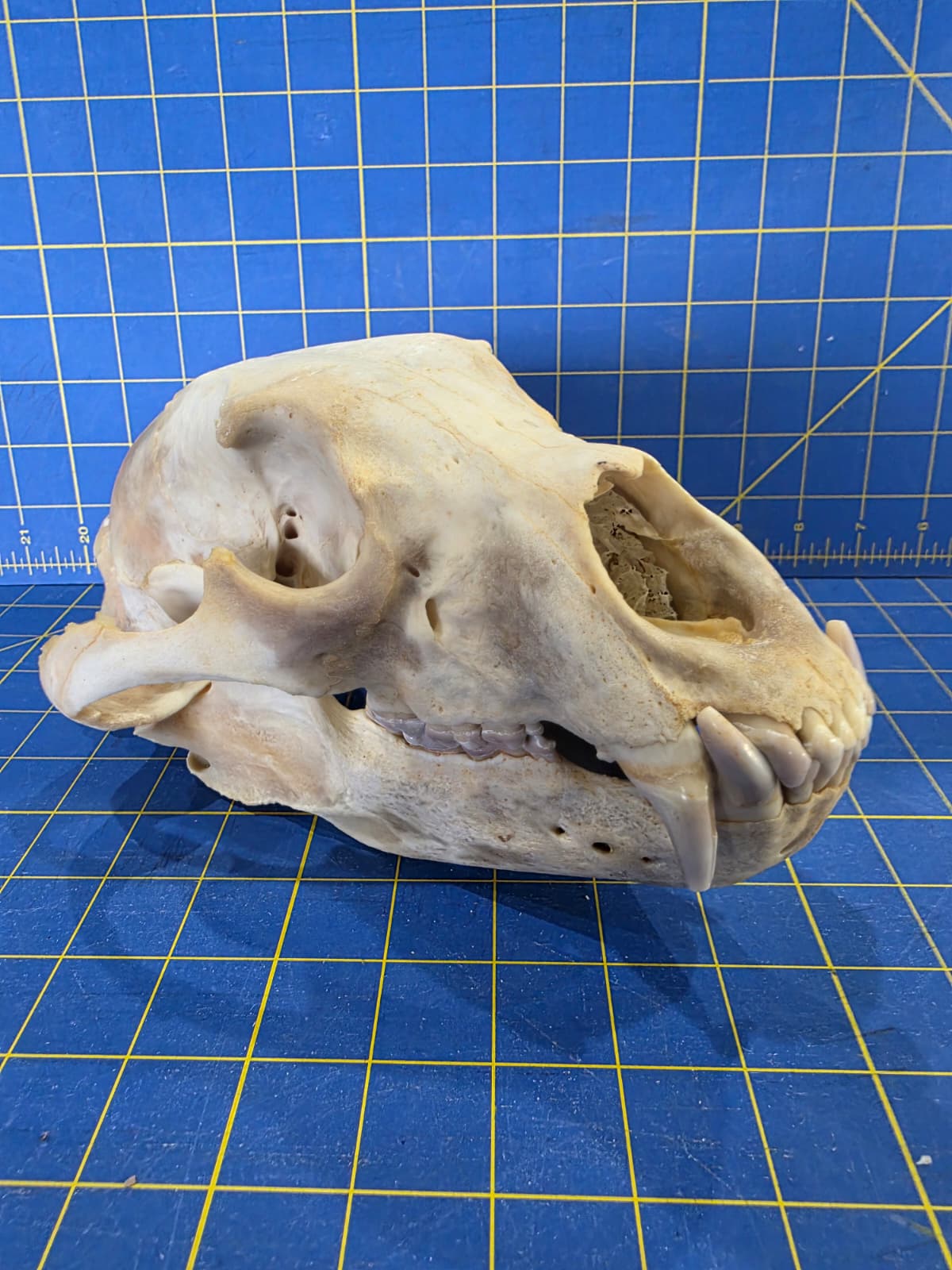 Jtv437 - Bear Skull Taxidermy – 10½” Long Display