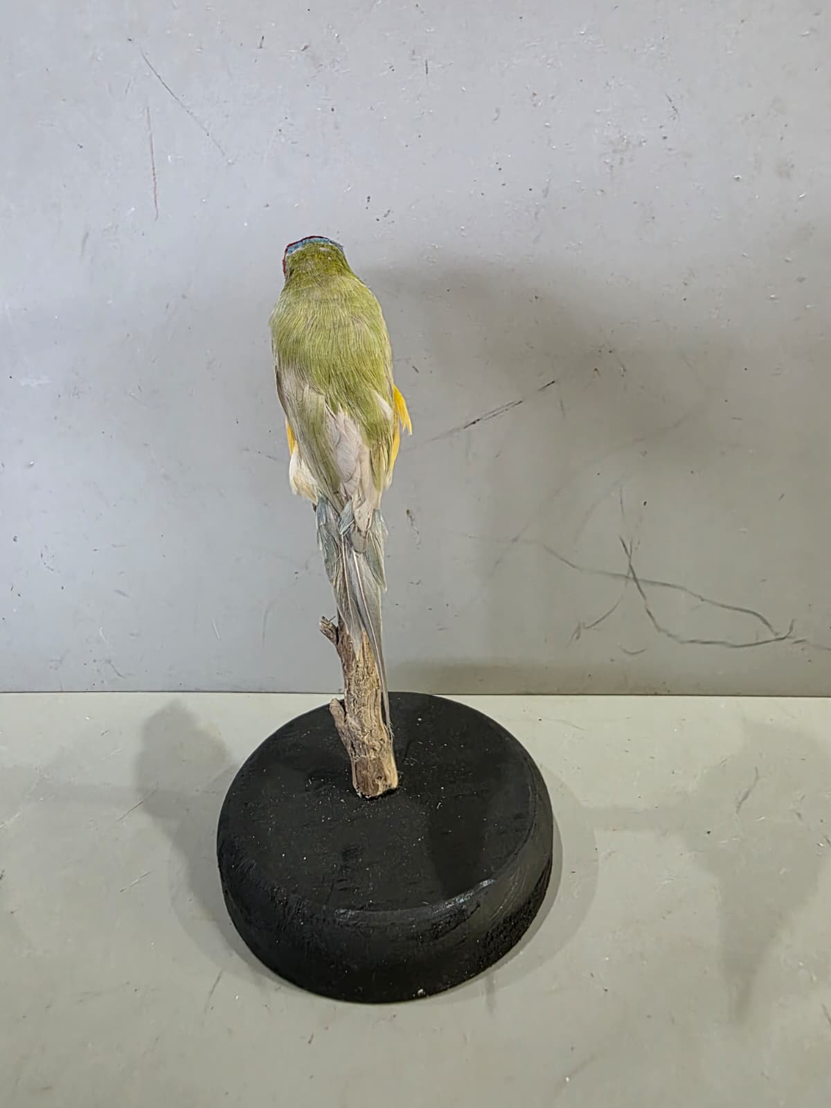 Spl95 - Lady Gouldian Finch Taxidermy Lifelike Display