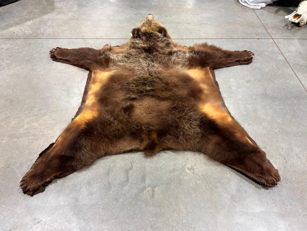 FHAB41 - Grizzly bear rug with large claws and prime fur