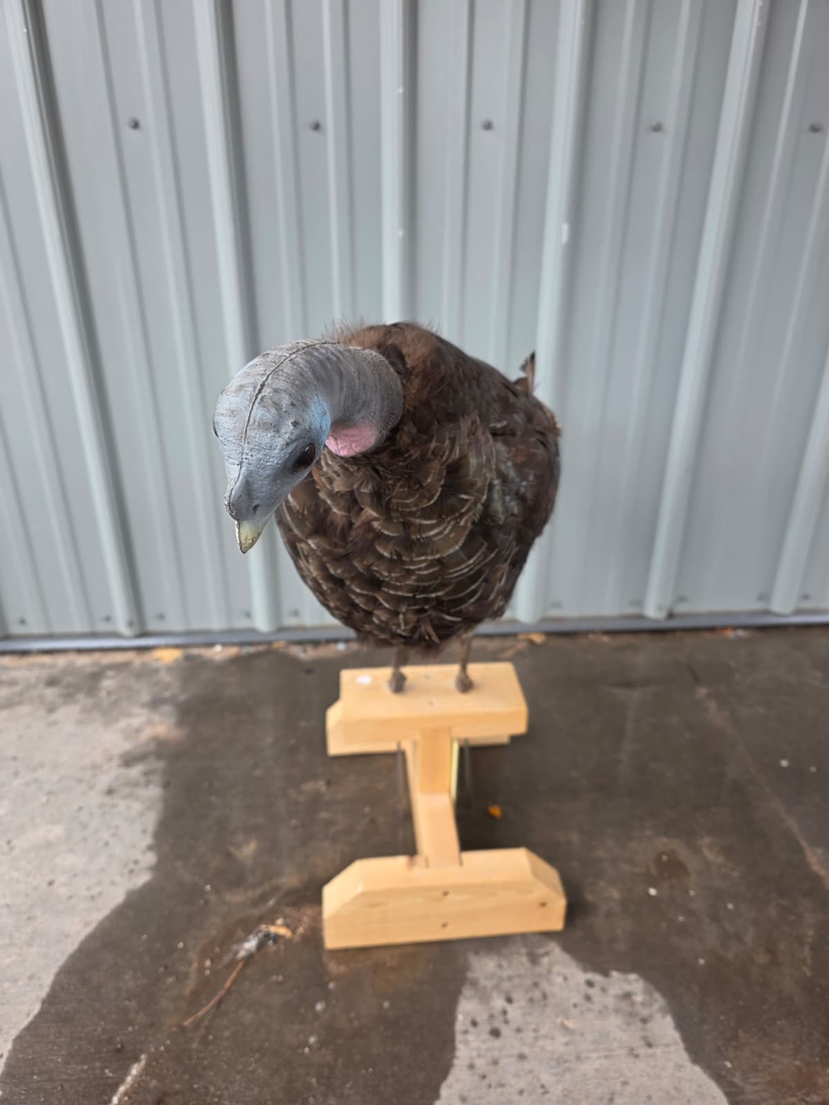 Jtv414 - Full Mount Turkey Hen Decoy – Realistic Taxidermy Display