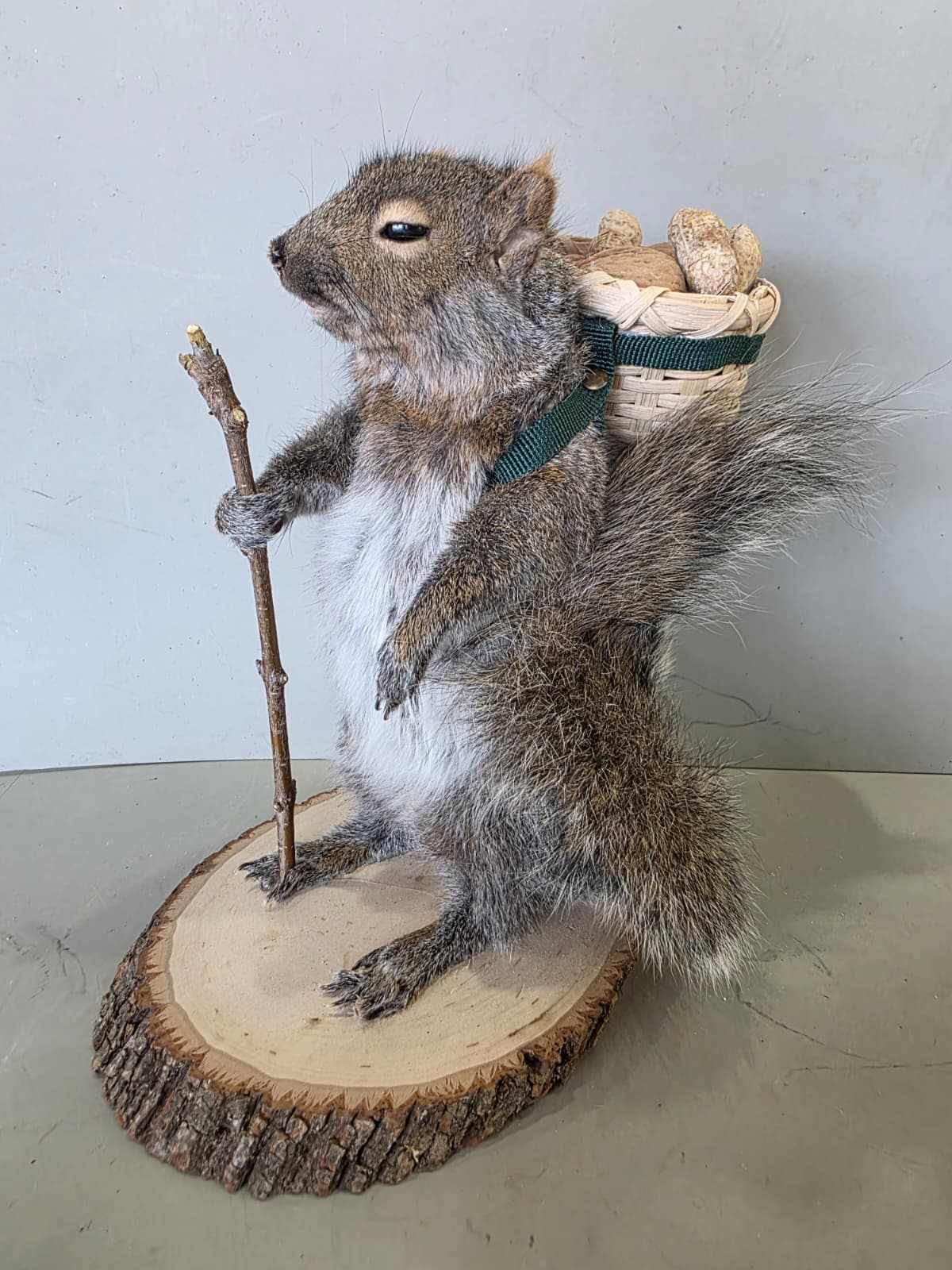 Jtv449 - Hiking Squirrel Taxidermy – Whimsical Outdoor Display