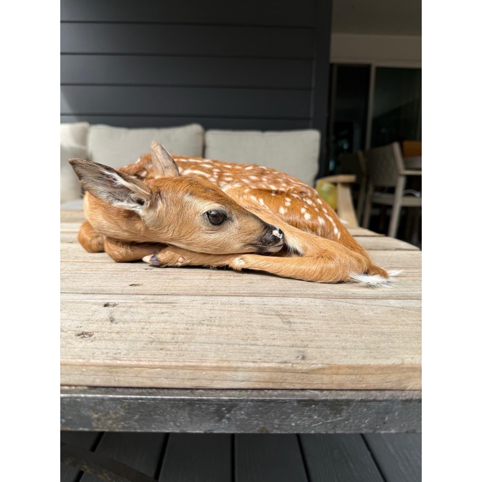 FHWAF3 - Fawn Lifesize Taxidermy Mount