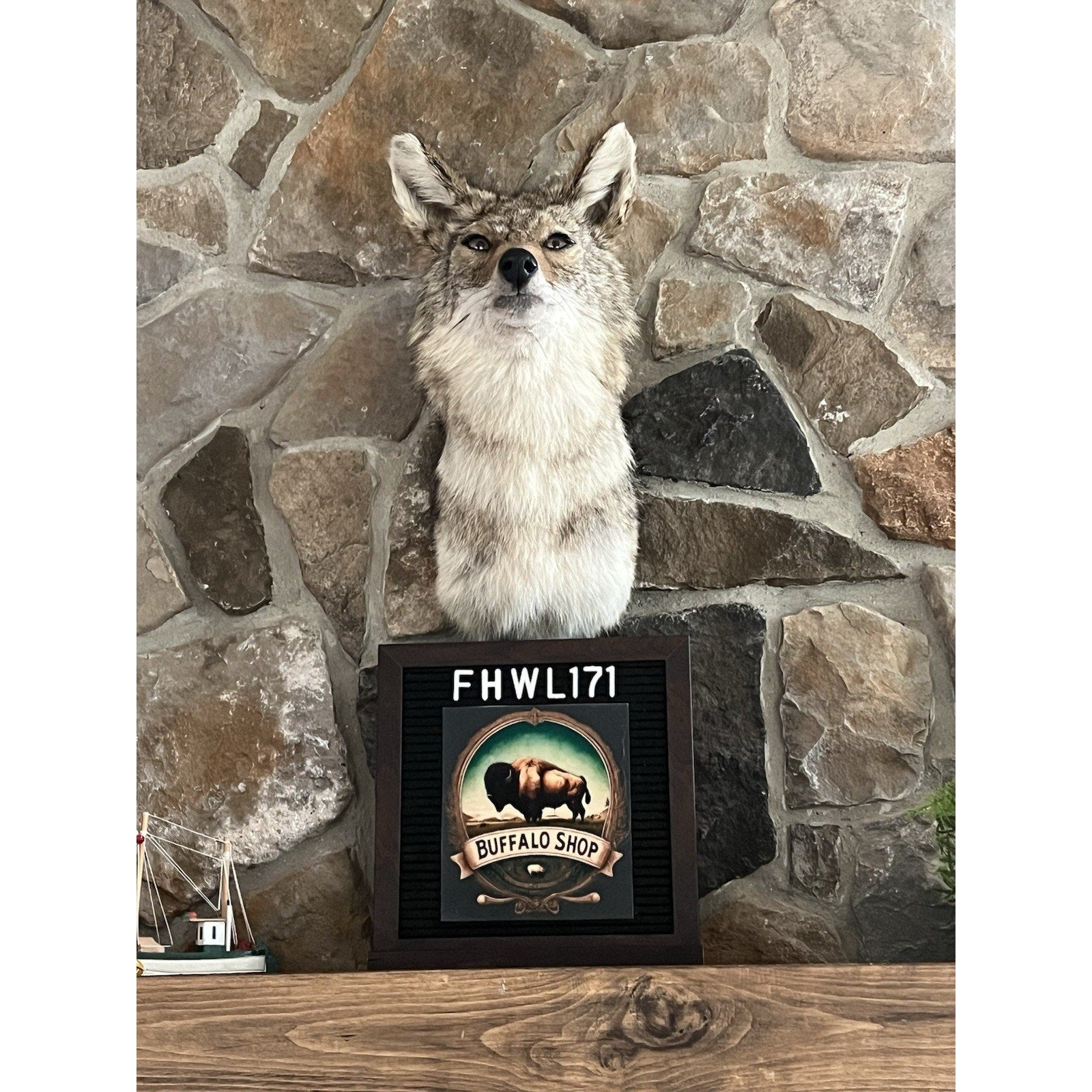 FHWL171 - Coyote Shoulder Museum Quality mount Taxidermy