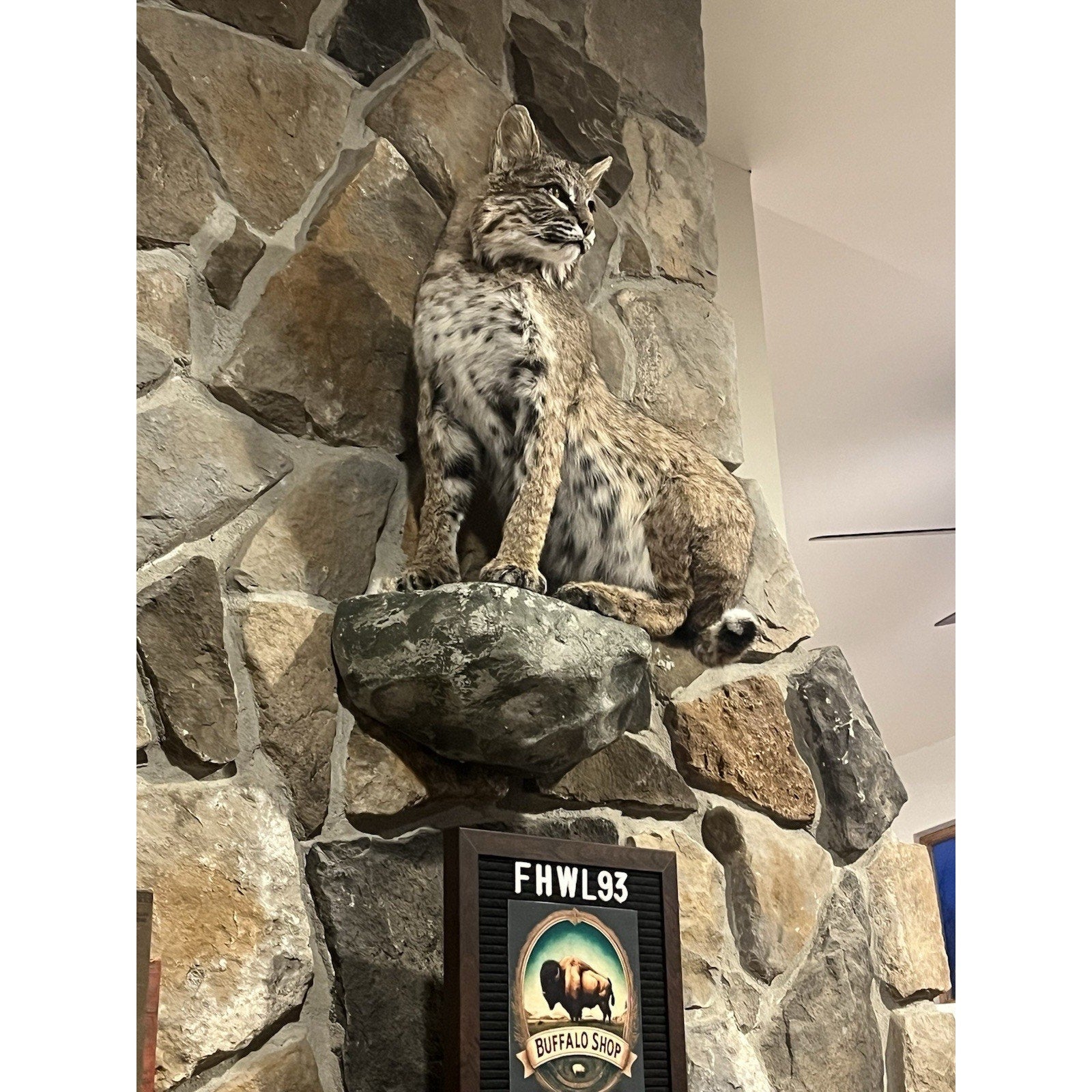 FHWL93 - Bobcat Taxidermy Full Body Mount