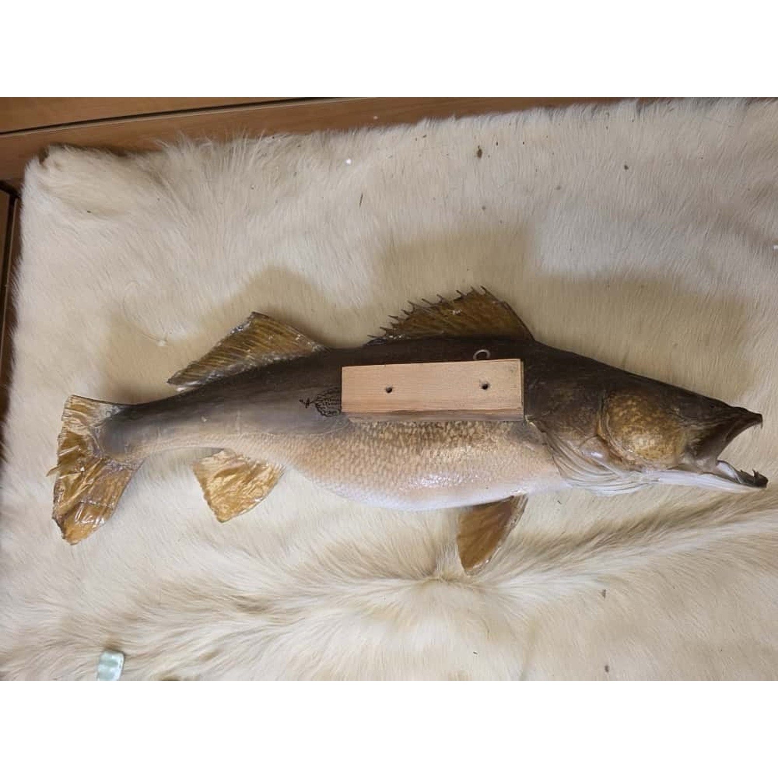 JTV217 - Real Skin Walleye Fish Taxidermy Mount 25”