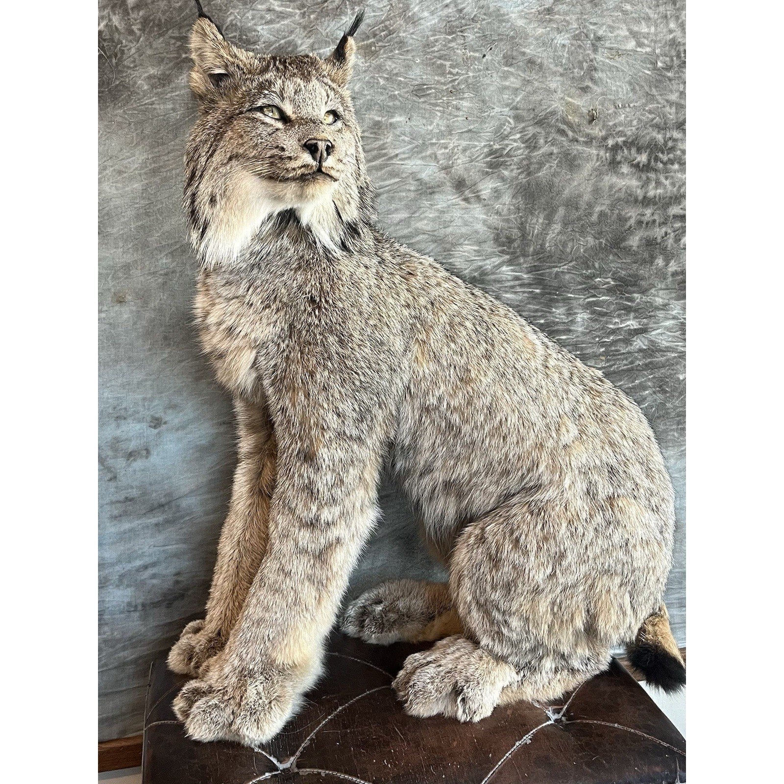 FHWL35 - Alaskan Lynx Taxidermy Full Body Mount Prime Fur